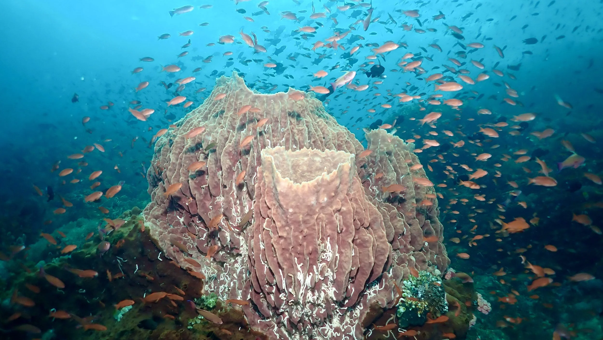Verde Island Reef