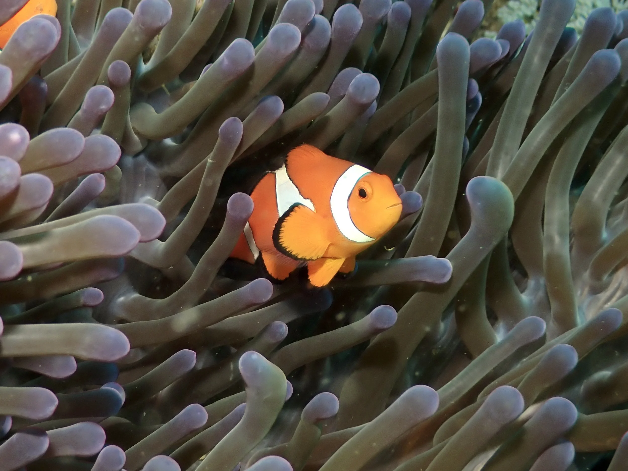I found Nemo!