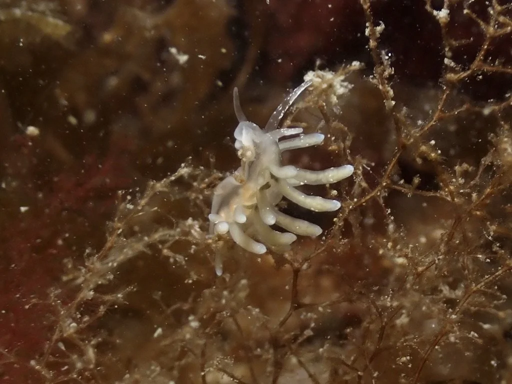 Rocky Aeolid Nudibranch