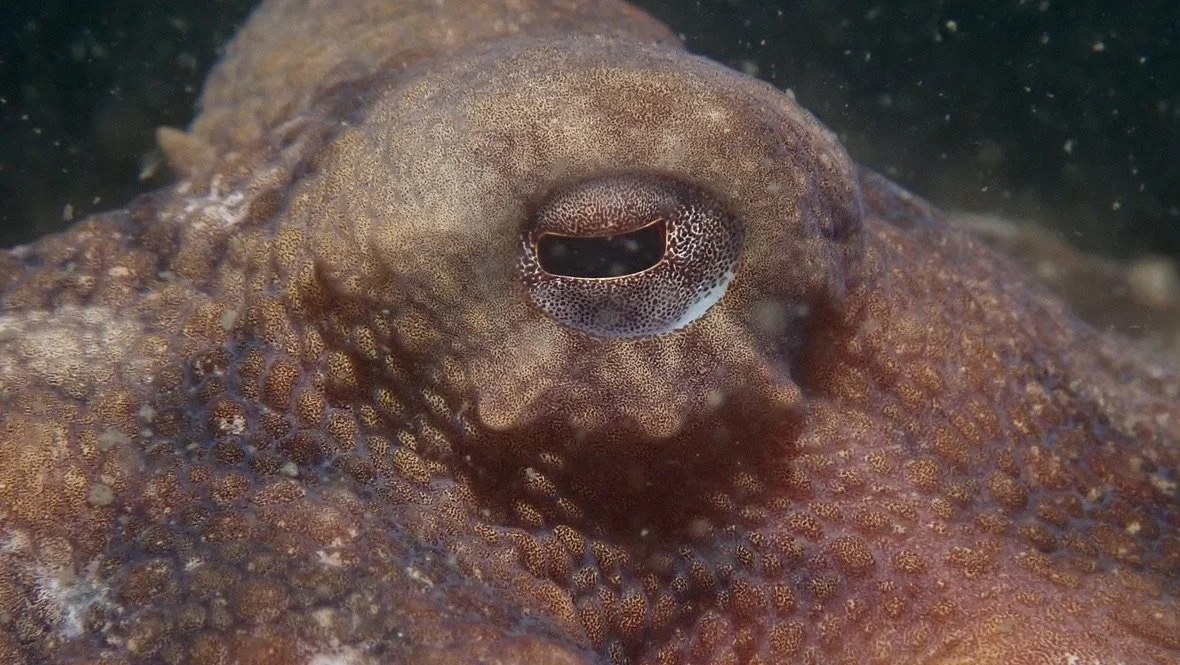 Octopus at Beach 8th st!