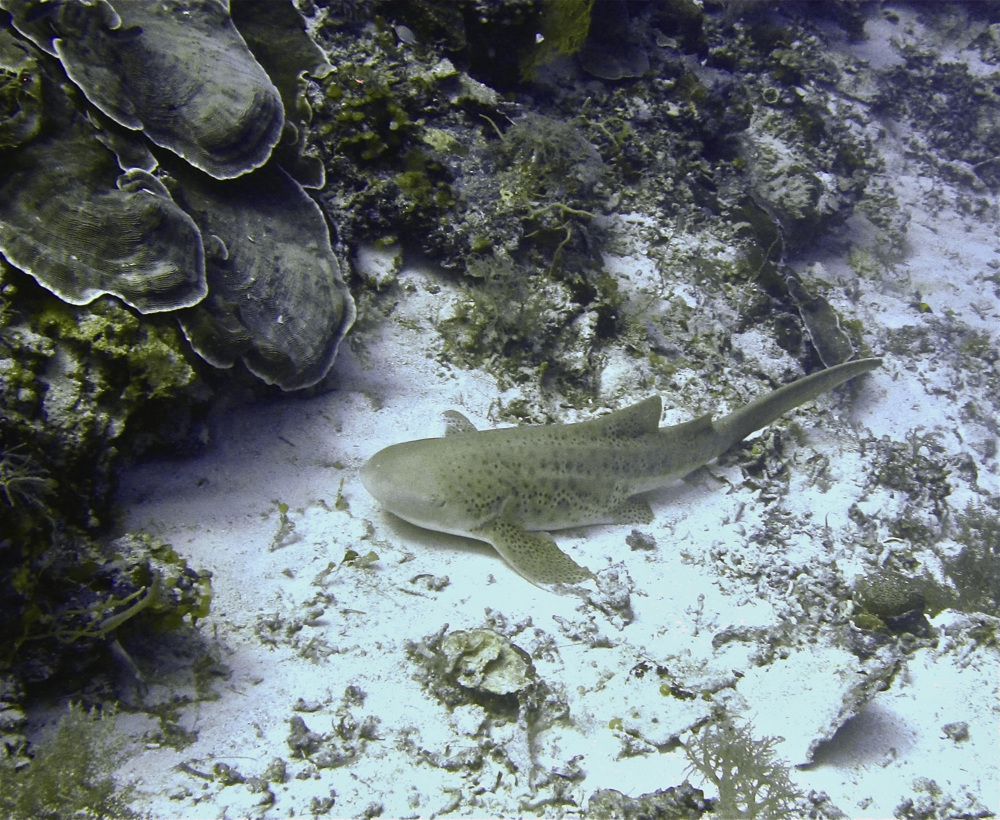 Zebra of Leopard Shark resting at the bottom in German Channel  
