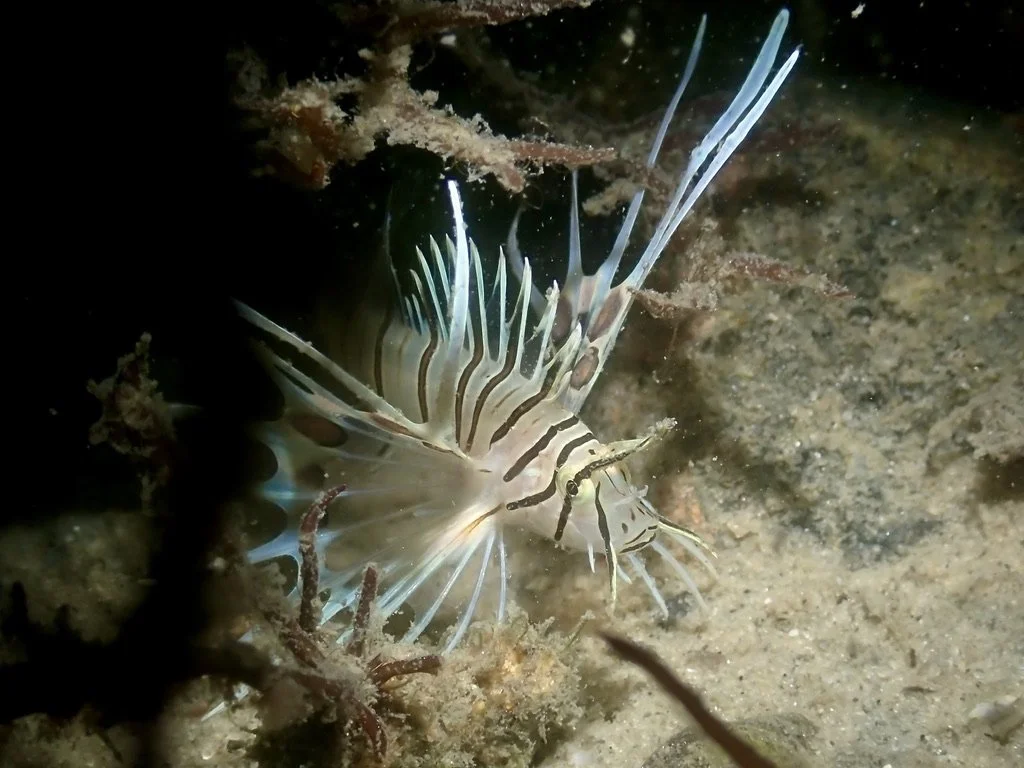 Lionfish