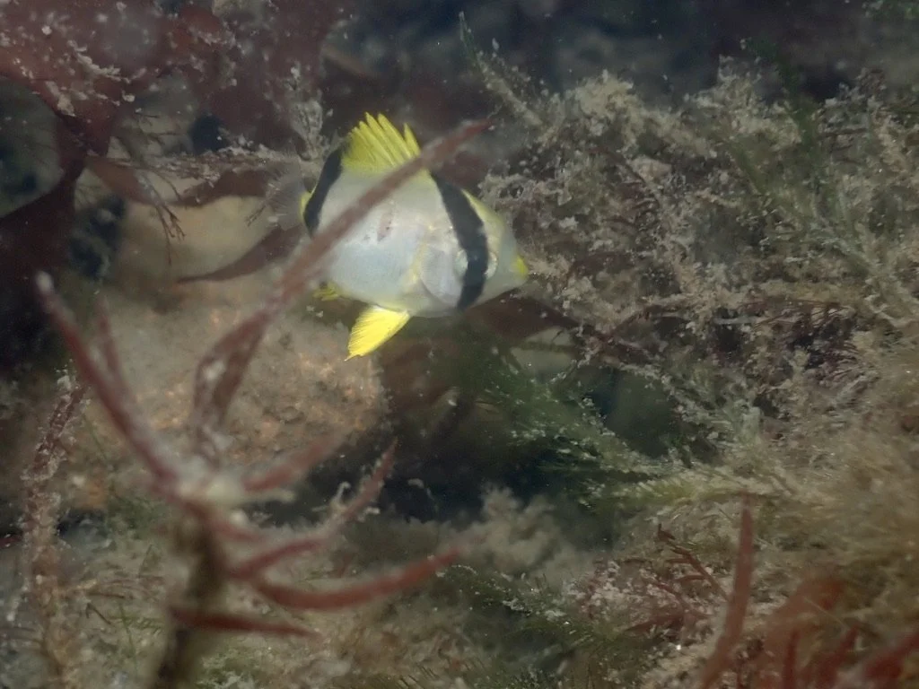 Juvenile Spotfin Butterfly Fish