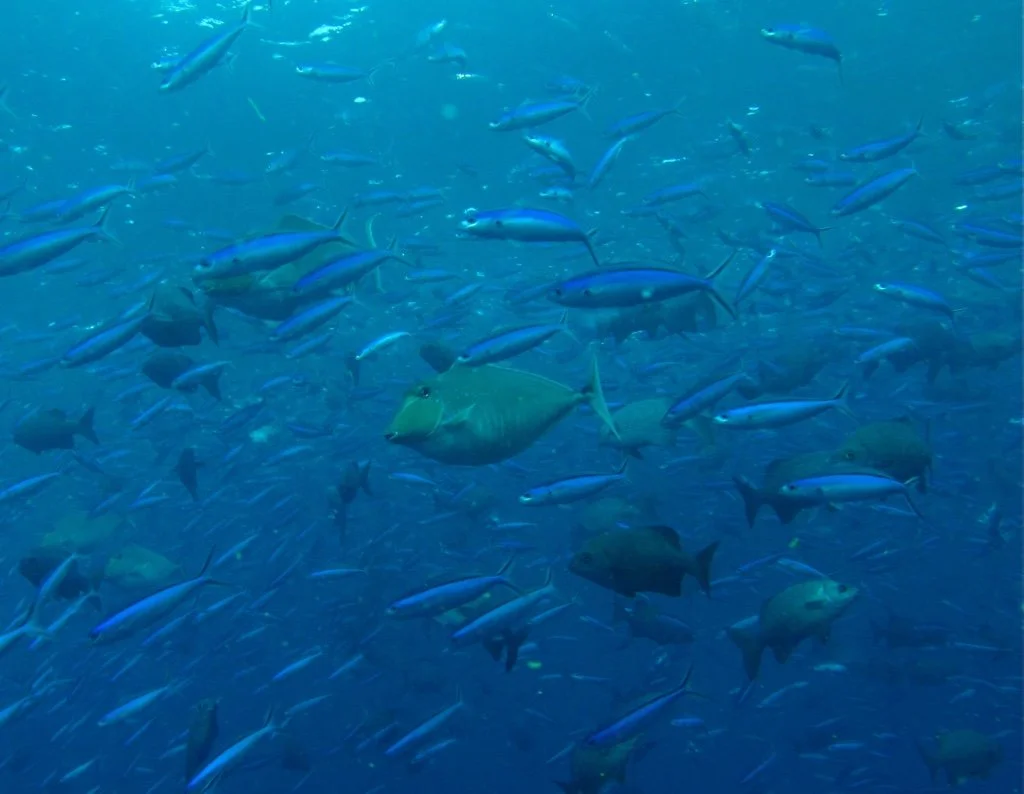 A school of Unicornfish and fusiliers in German Channel