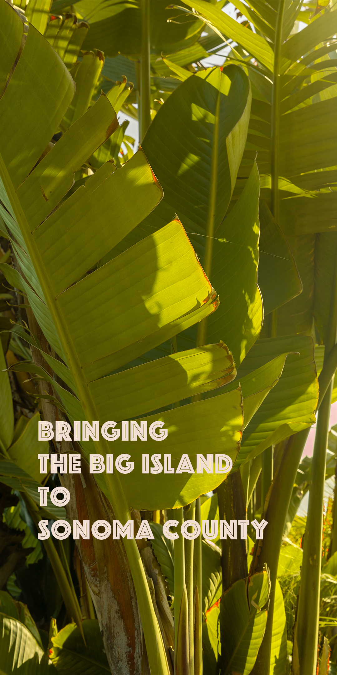 Hapa's Home Banner_Phone.png