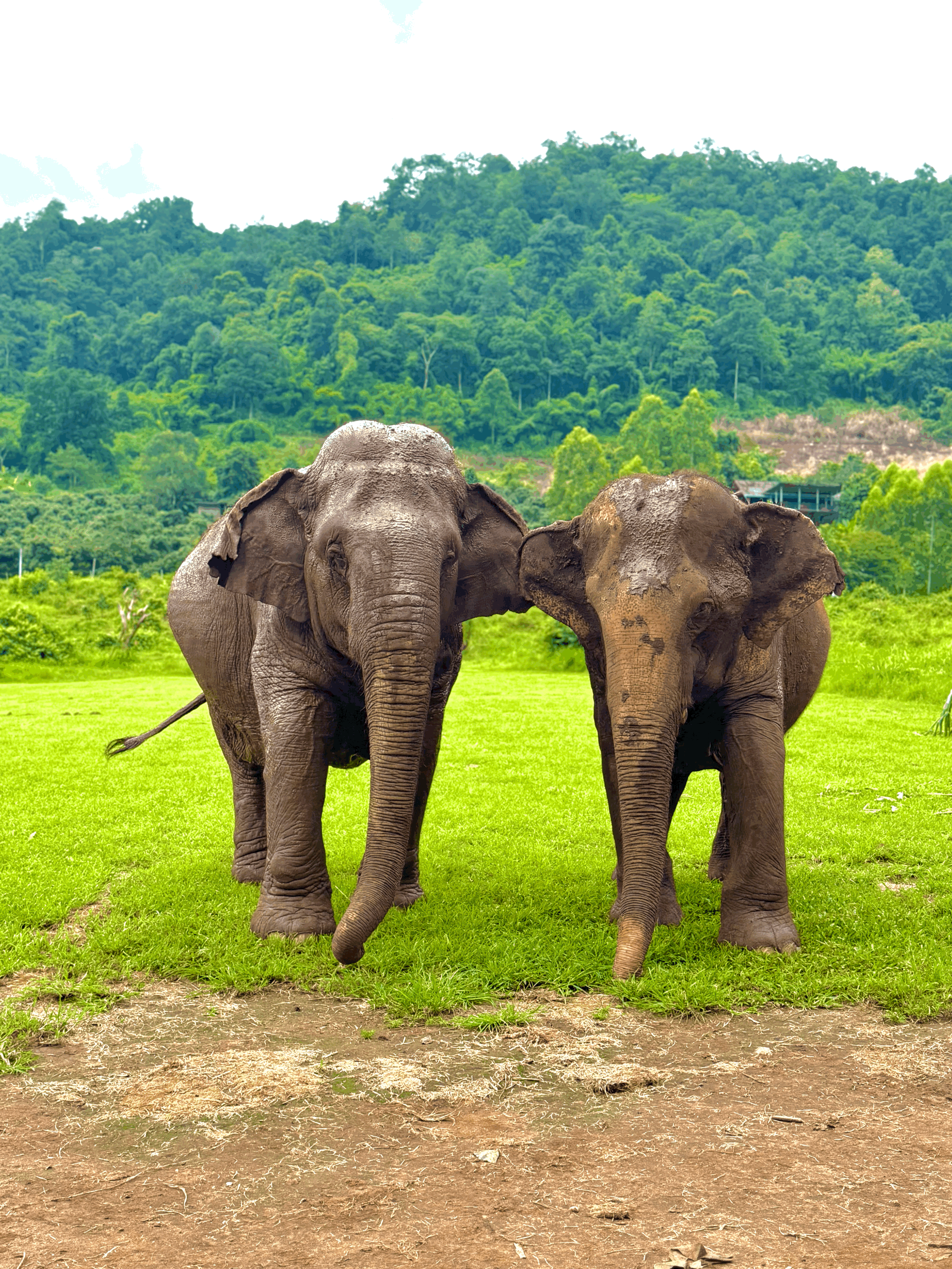 Happy Elephant Home (Chiang Mai)