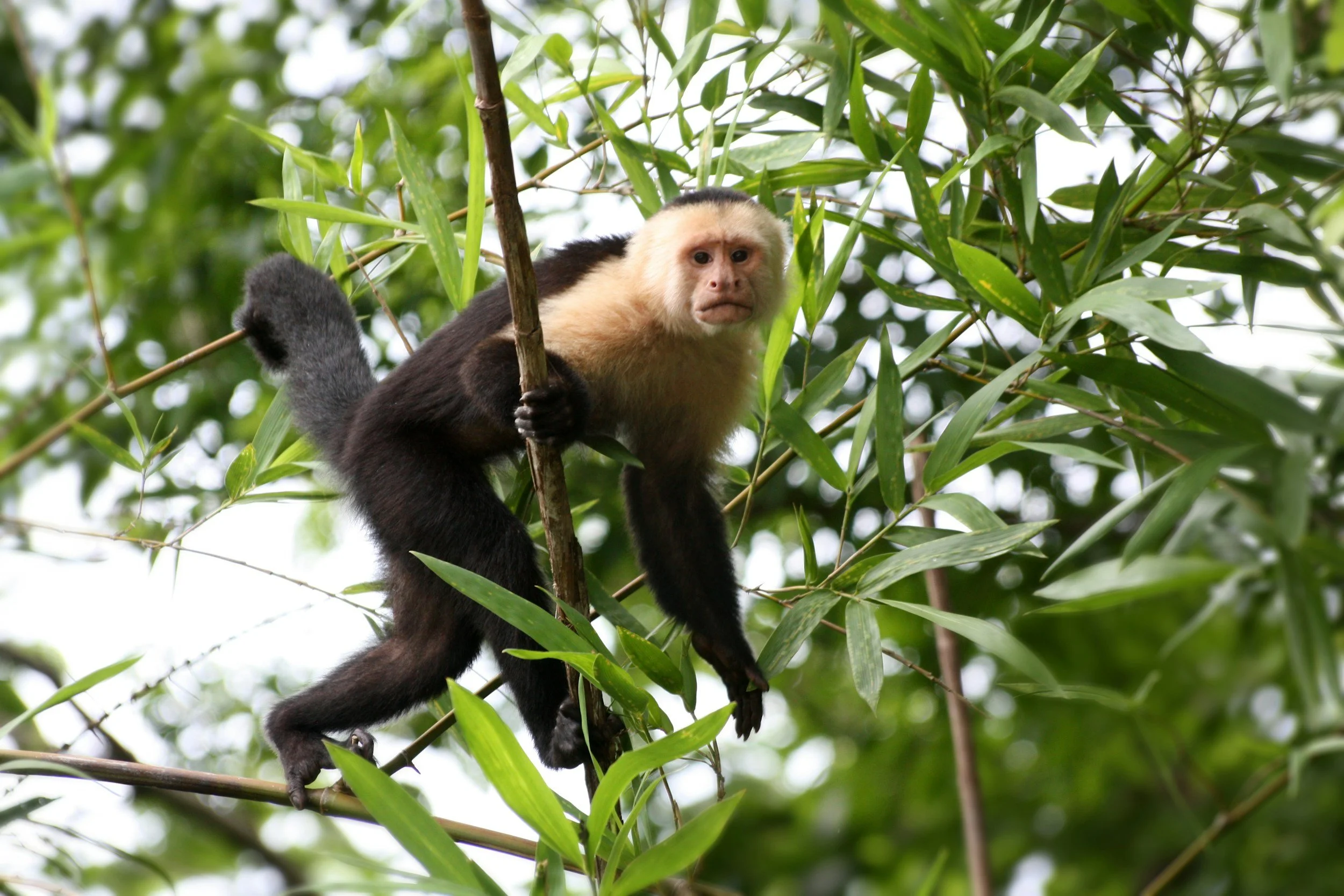 Manuel Antonio National Park