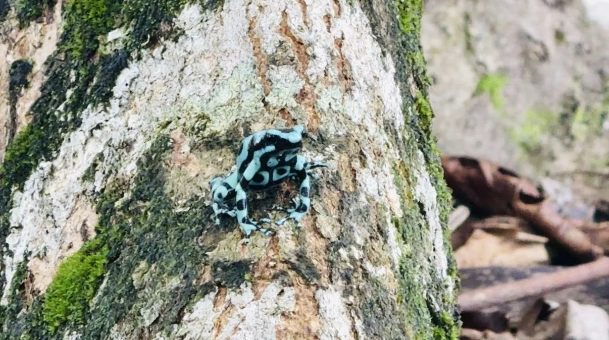 Poison dart frogs in Puerto Viejo Costa Rica rainforest family travel