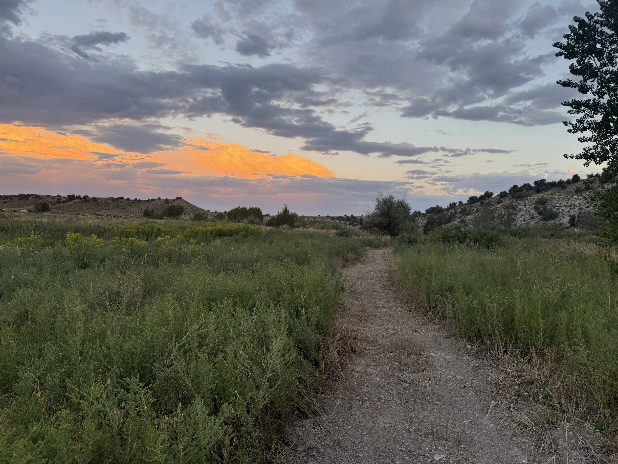 A dirt path runs through tall green grass with hills and trees in the background, under a sky with dark and orange clouds during sunset.