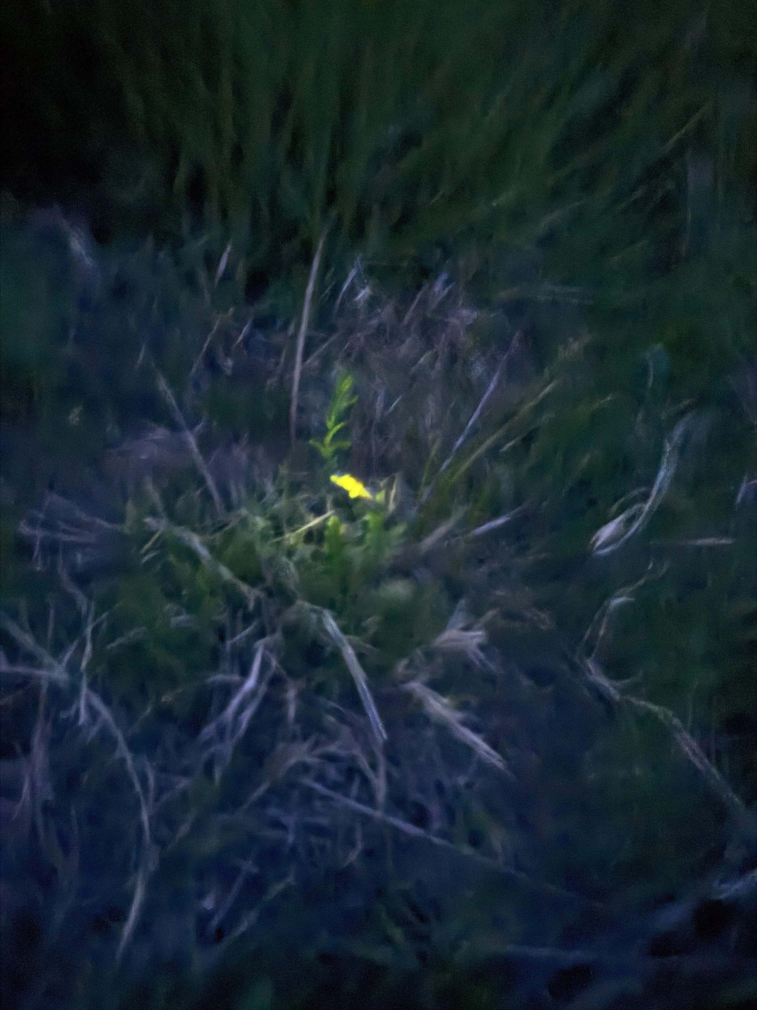 Firefly in the grass at Lost Pond wedding venue near canon city, Colorado