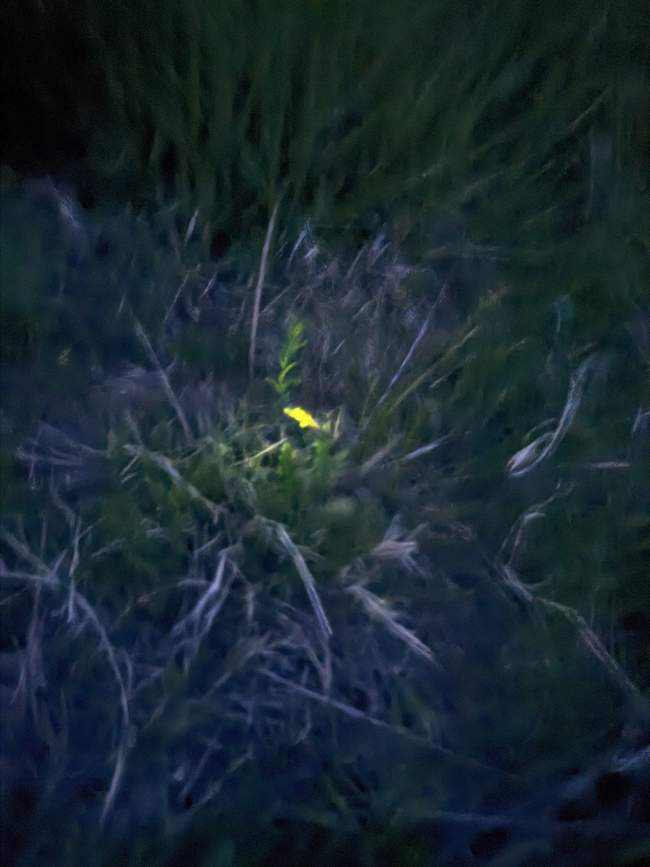 A firefly in the grass at night at Lost Pond wedding venue an outdoor wedding venue near Colorado Springs, Colorado.