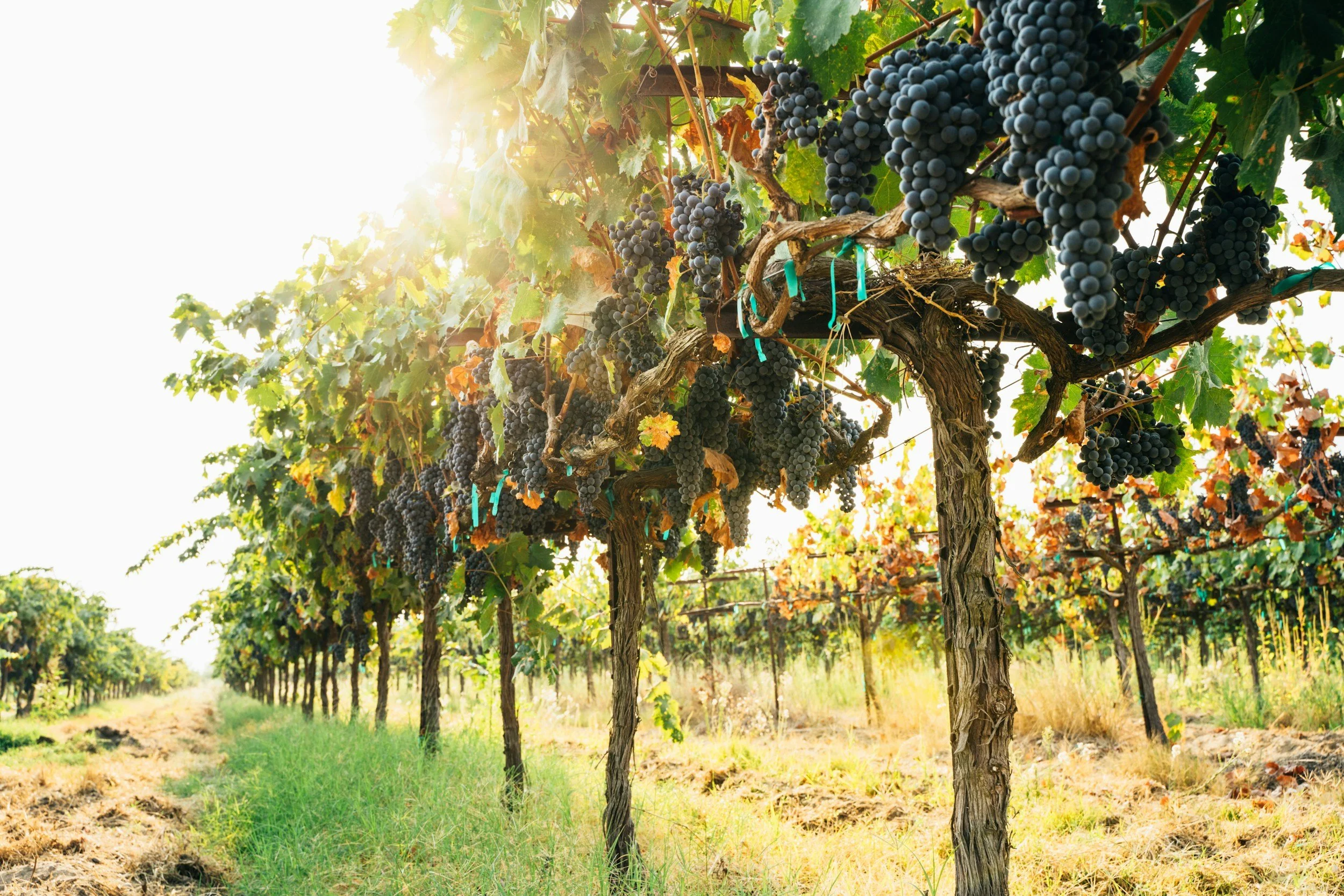 Grape vines at winery near Canon City in Penrose Colorado At Lost Pond wedding venue.