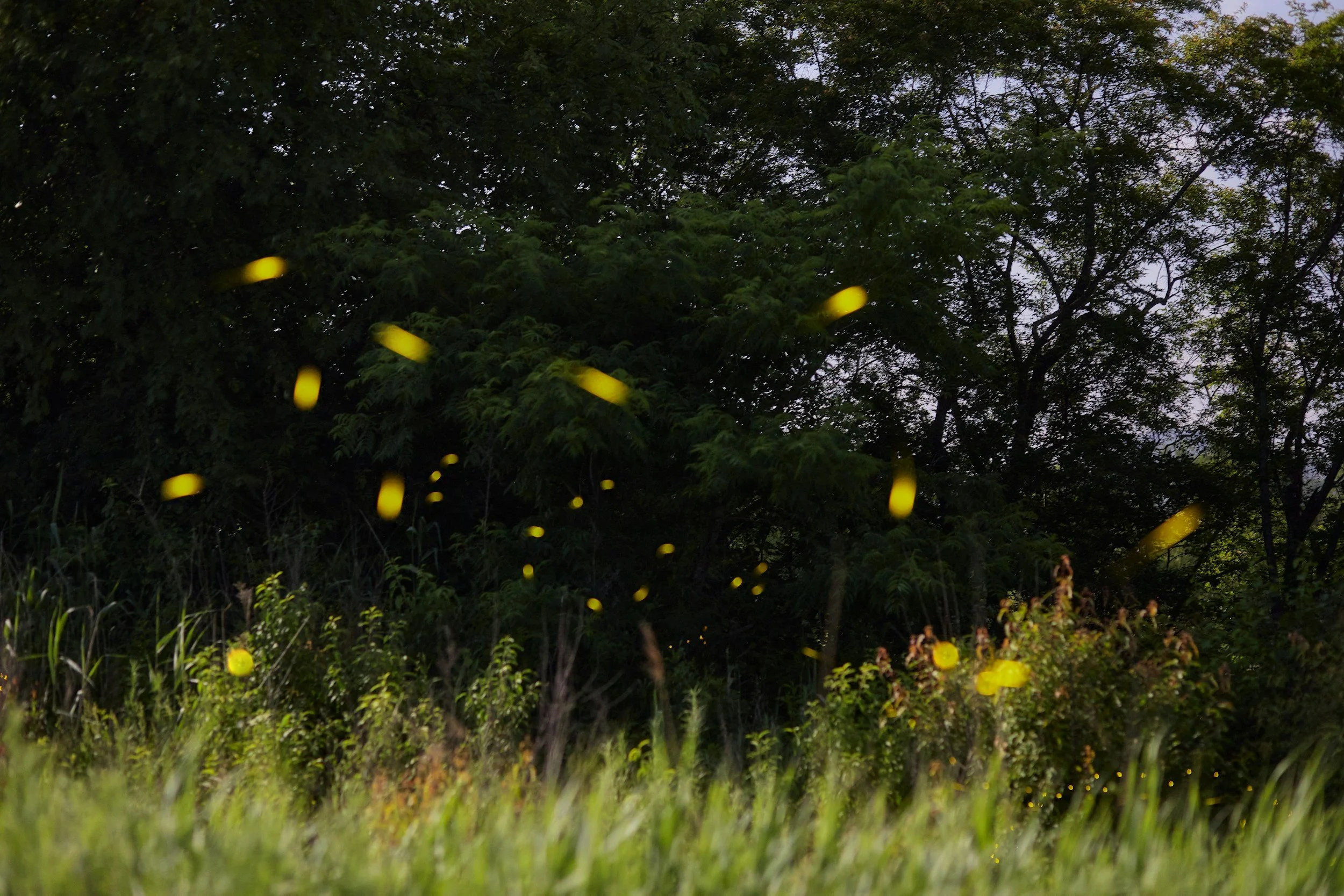 Fireflies in the trees amid the wildflowers at Lost Pond Wedding Venue