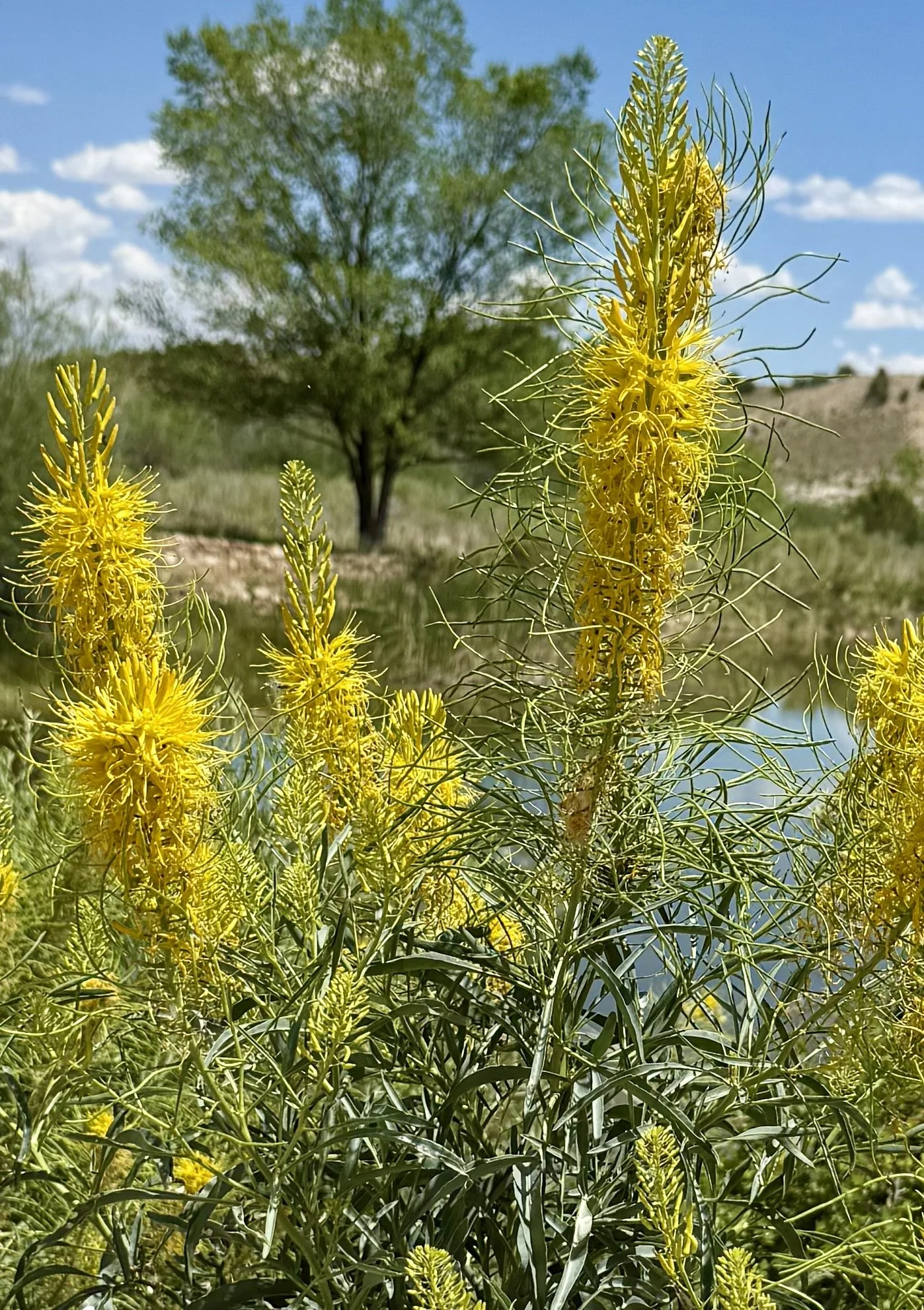 A view of the outdoor wedding ceremony site through the wildflowers at Lost Pond wedding venue near Colorado Springs, Colorado.