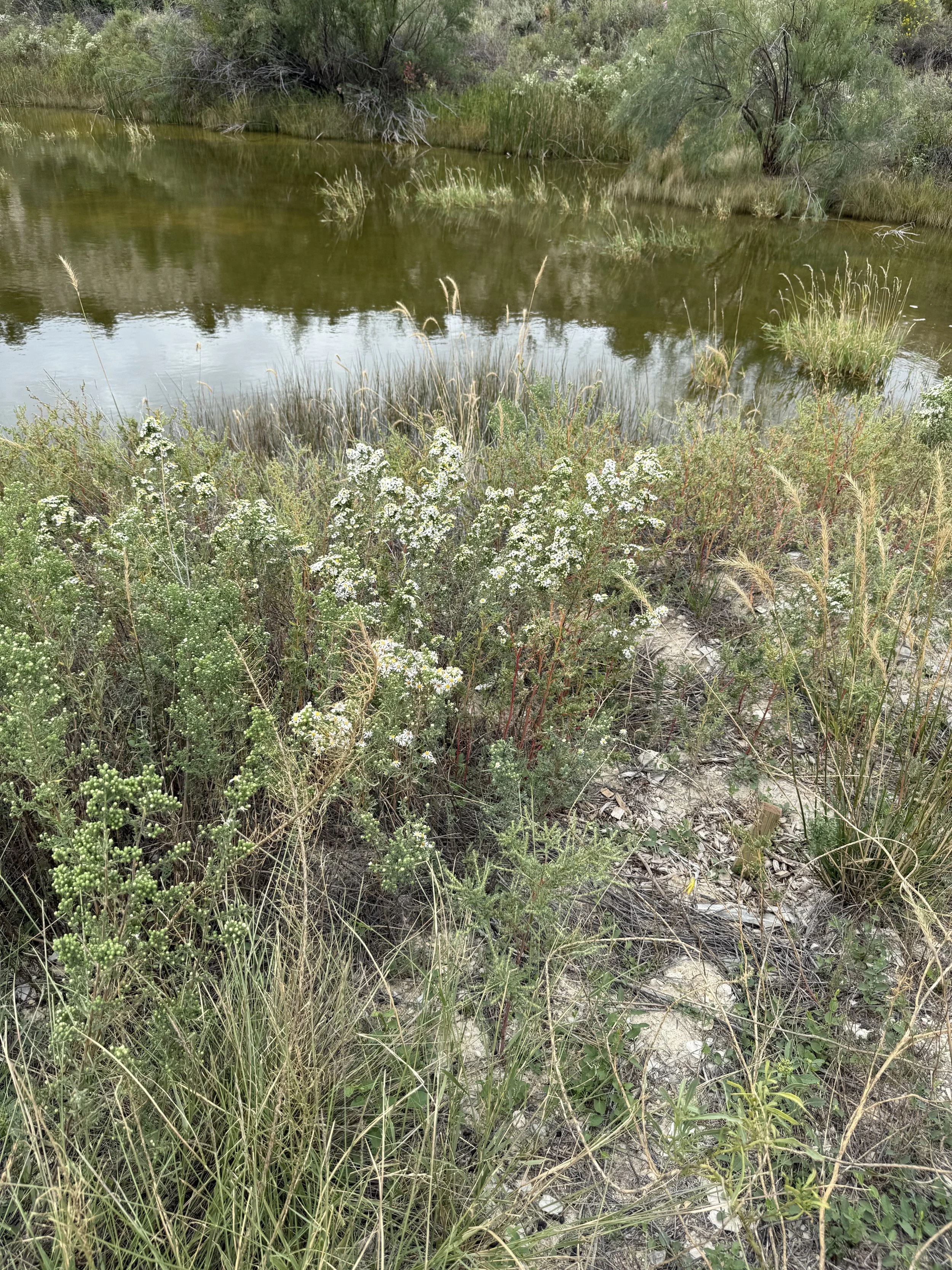 Natural wetland area with water, green shrubs, grasses, and wildflowers in foreground, and trees in background.