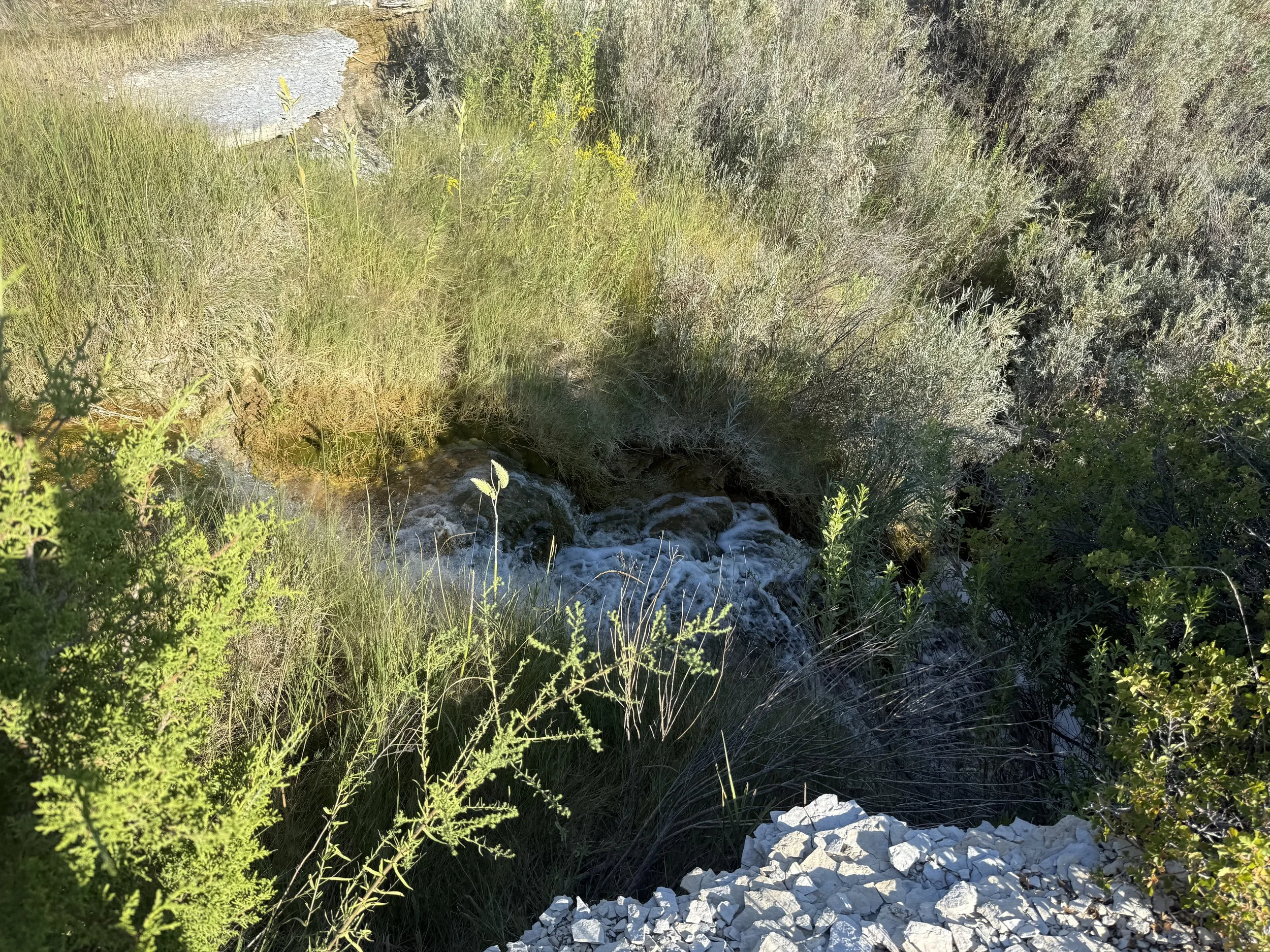 A small stream flowing through tall grass and bushes in a natural outdoor setting.