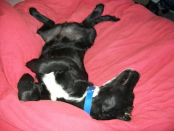 Black dog relaxing after wedding at Lost pond wedding venue near Canon City Colorado.
