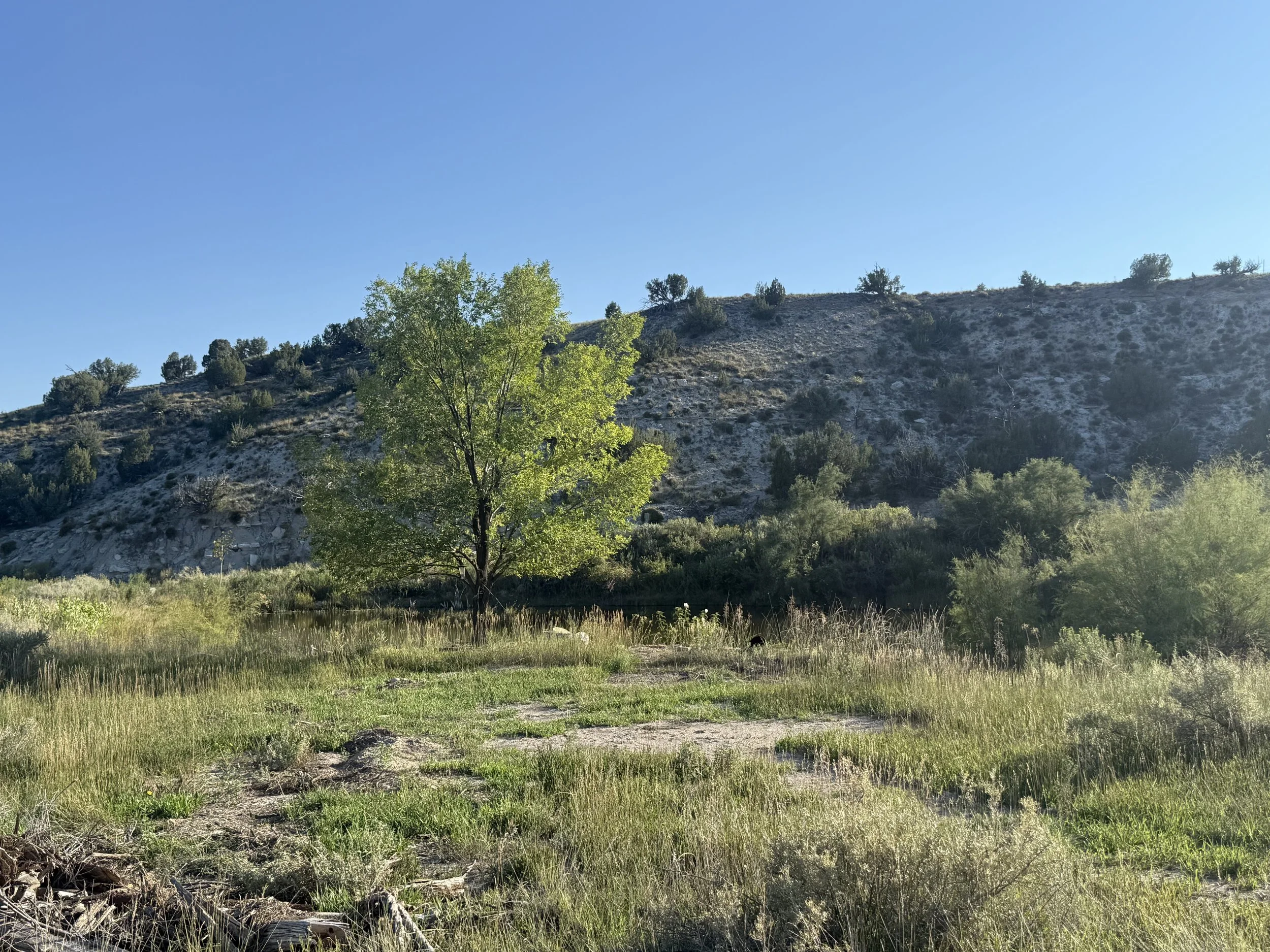 A landscape with a green tree in the foreground, grassy area, and a hill with sparse trees under a clear blue sky.