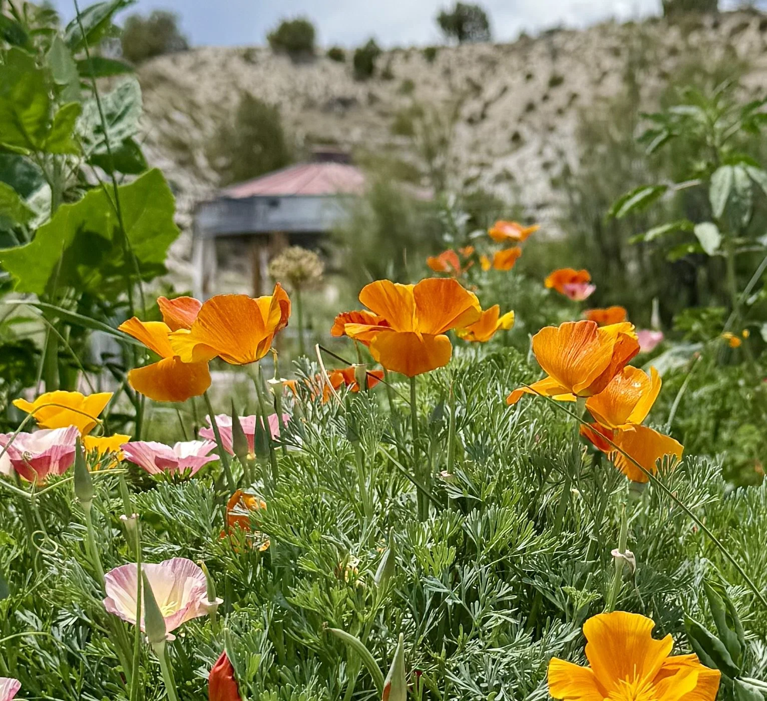 The wildflower at this outdoor wedding venue near Colorado Springs, Colorado has wildflowers, natural water features and vintage silos. Lost Pond is elegant and rustic at the same time.