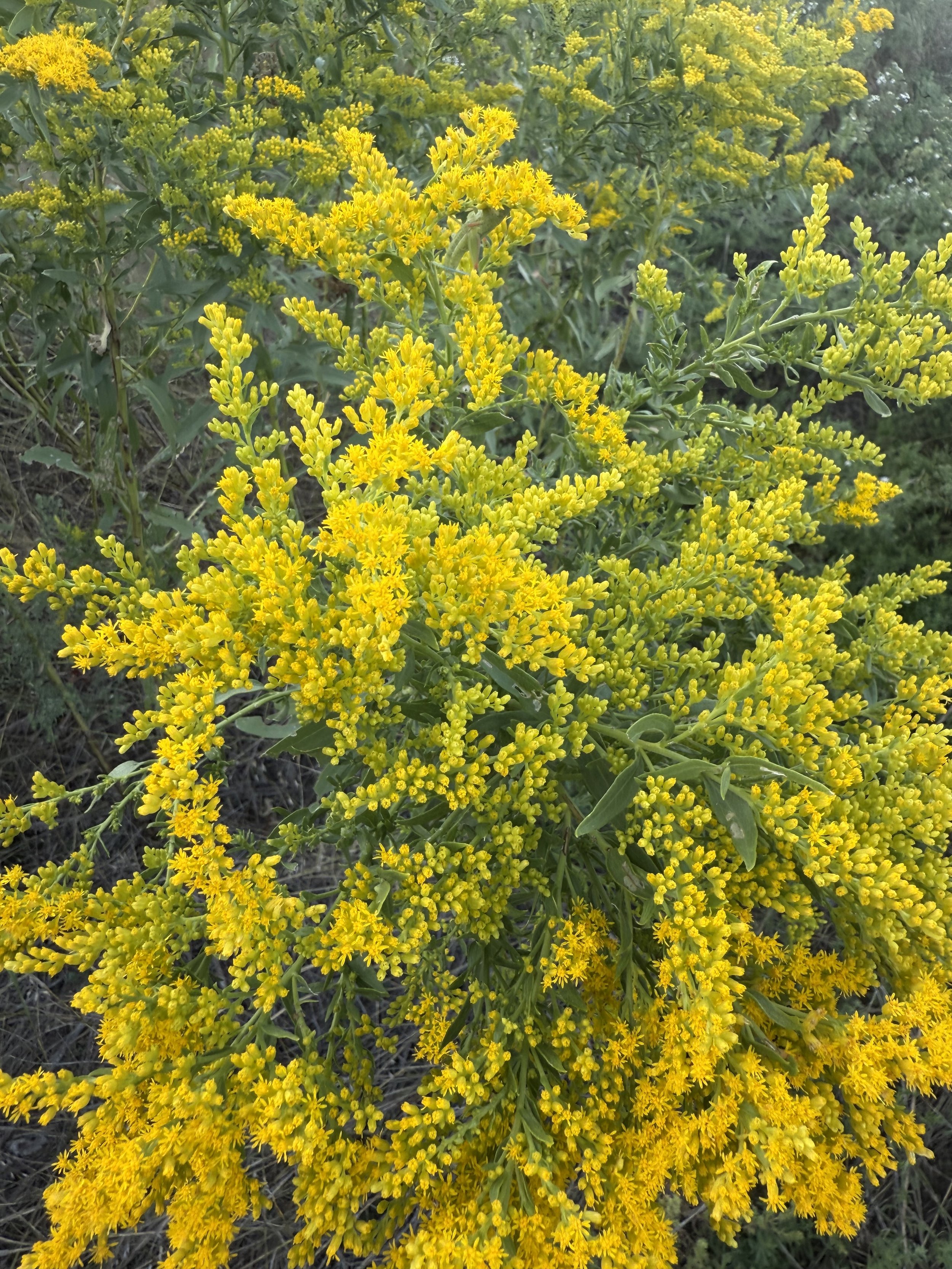 Bright yellow flowering wildflower with small dense clusters of tiny yellow flowers and green leaves blooming at Lost Pond, a rustic outdoor wedding venue near Pueblo, Colorado.