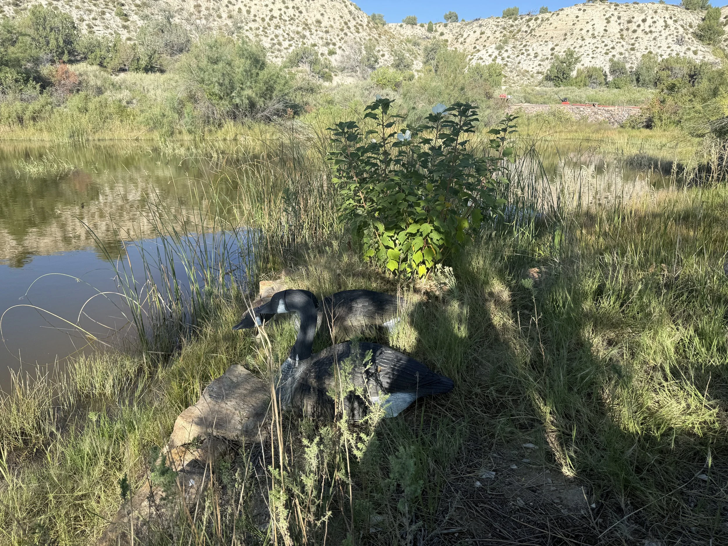 Two black swans sitting on a rock near a small pond, surrounded by grass and bushes, with hills and trees in the background.