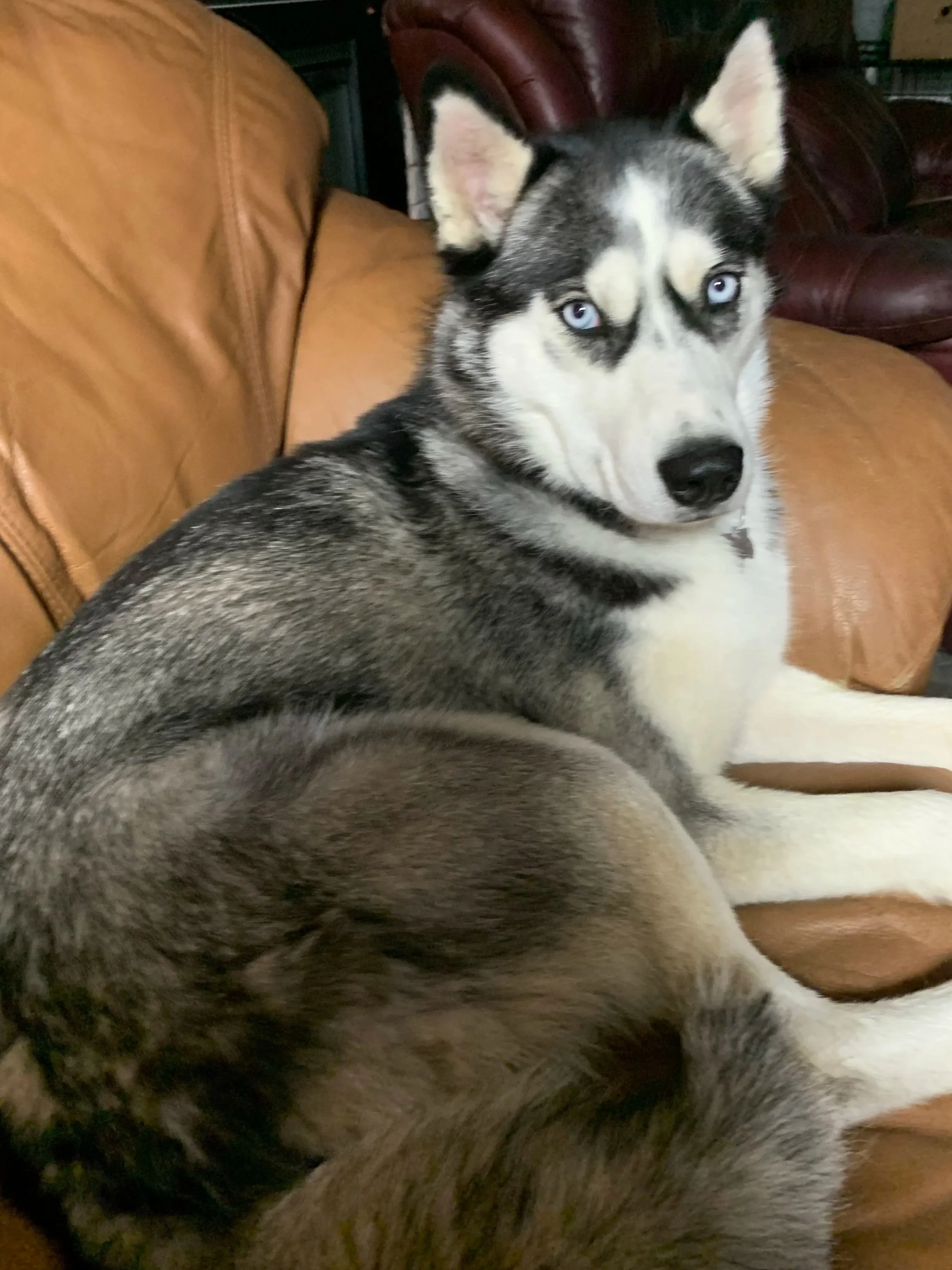How to Include Your Furry Friend on Your Wedding Day at Lost Pond