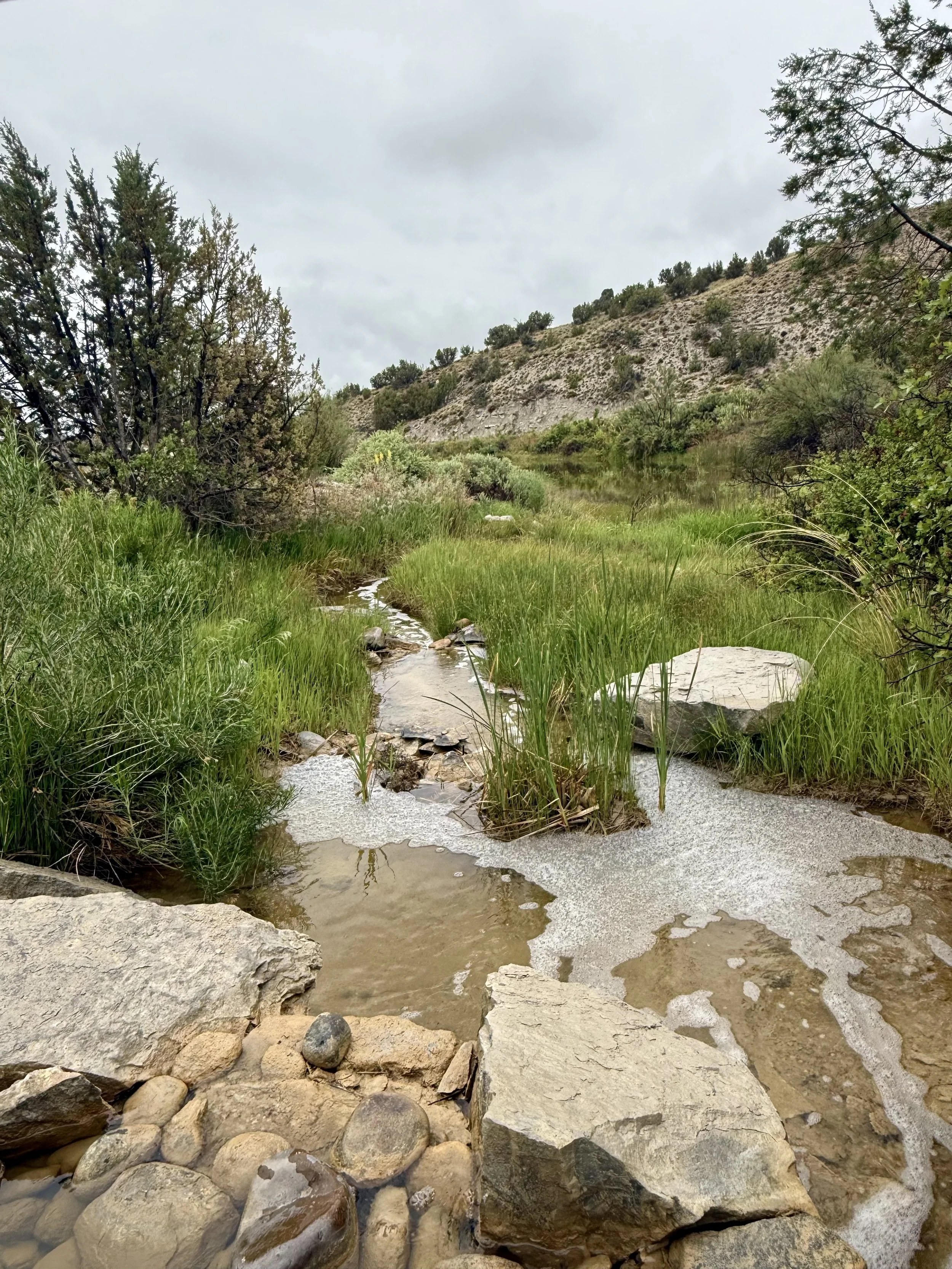 The stream and cattails at Lost Pond wedding venue an outdoor wedding venue near Colorado Springs with natural water features.