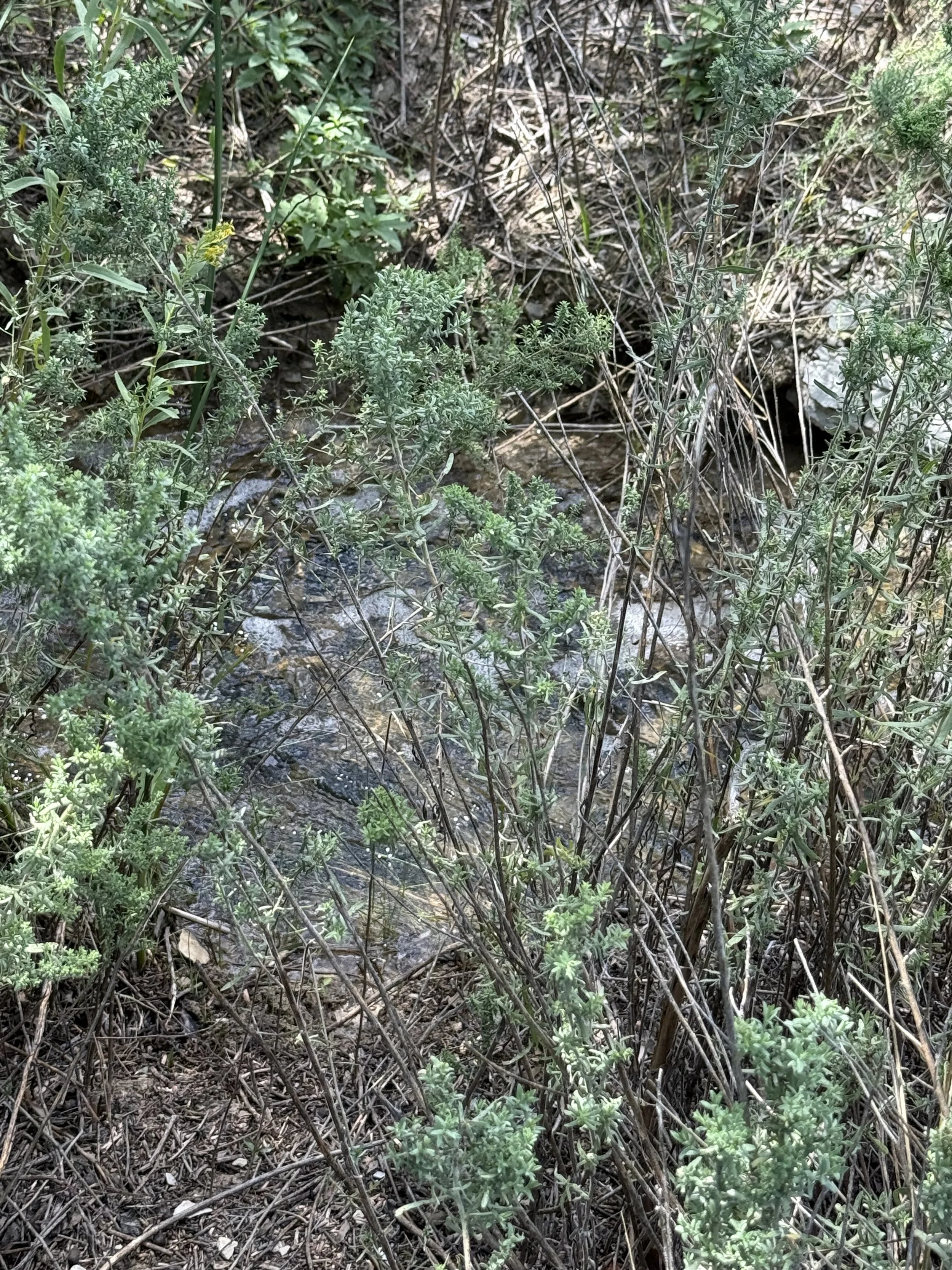 Close-up of a small creek or stream surrounded by green and brown vegetation, including grass and shrubs.