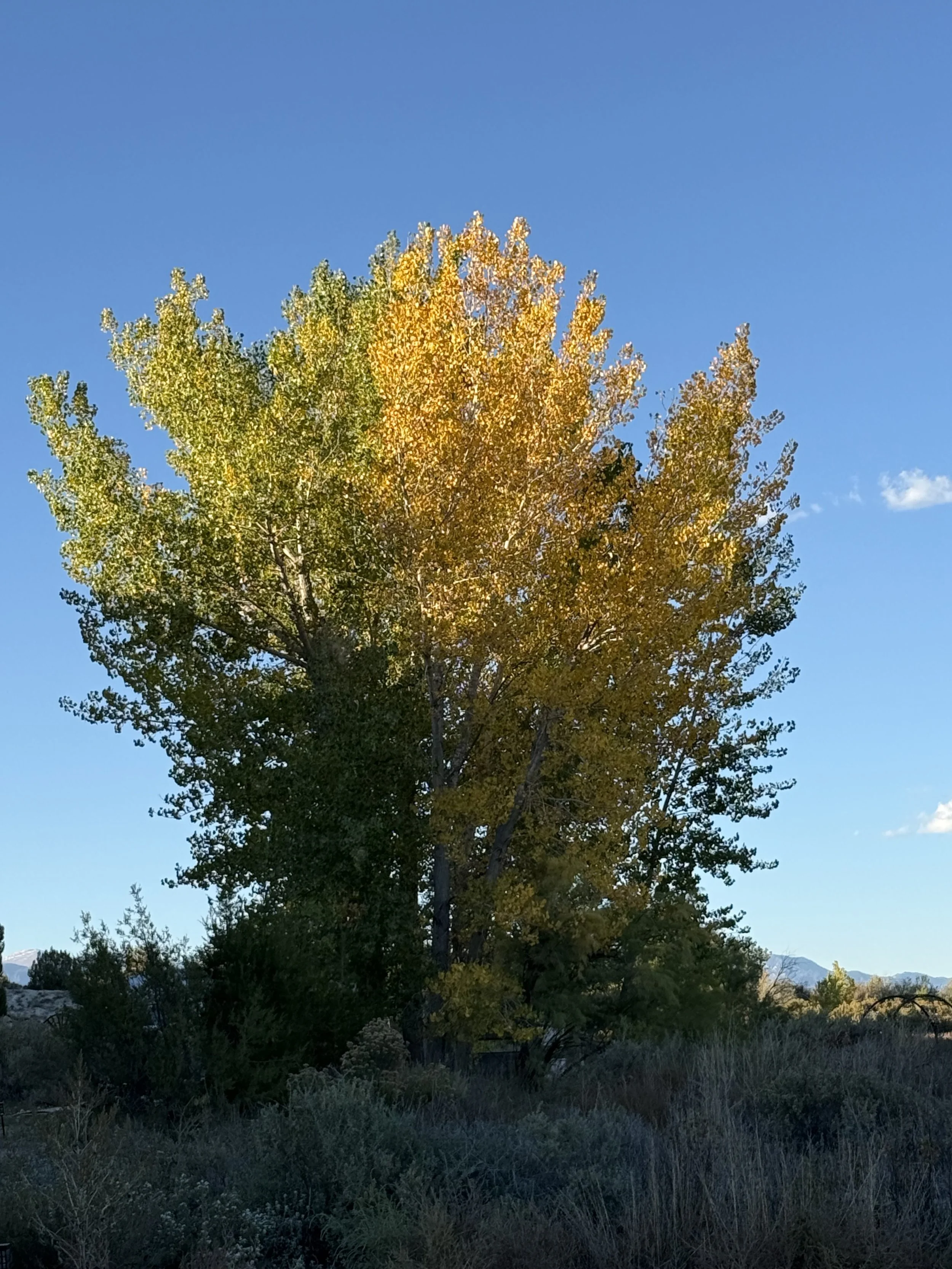 Fall leaves changing color at Lost Pond wedding venue with mountains in the view with wildflowers. Lost Pond is located between Colorado Springs and Canon City, Colorado.