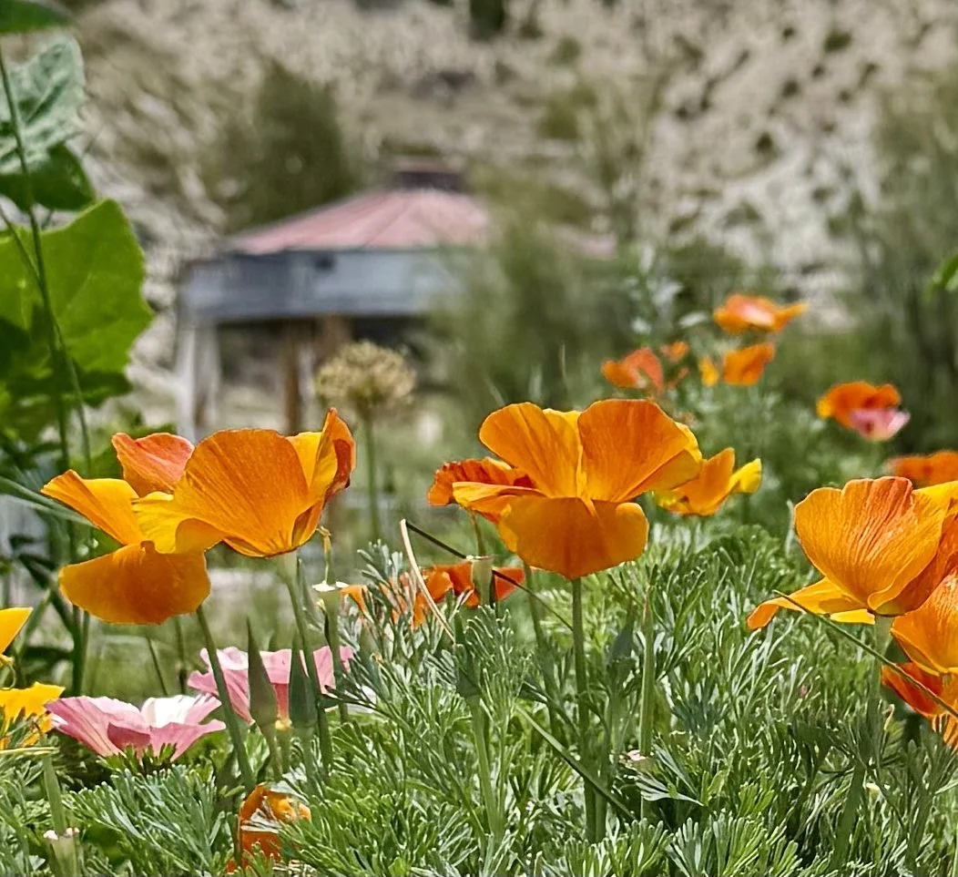 Wildflowers at Lost Pond wedding venue an outdoor wedding venue near Canon City, Colorado.