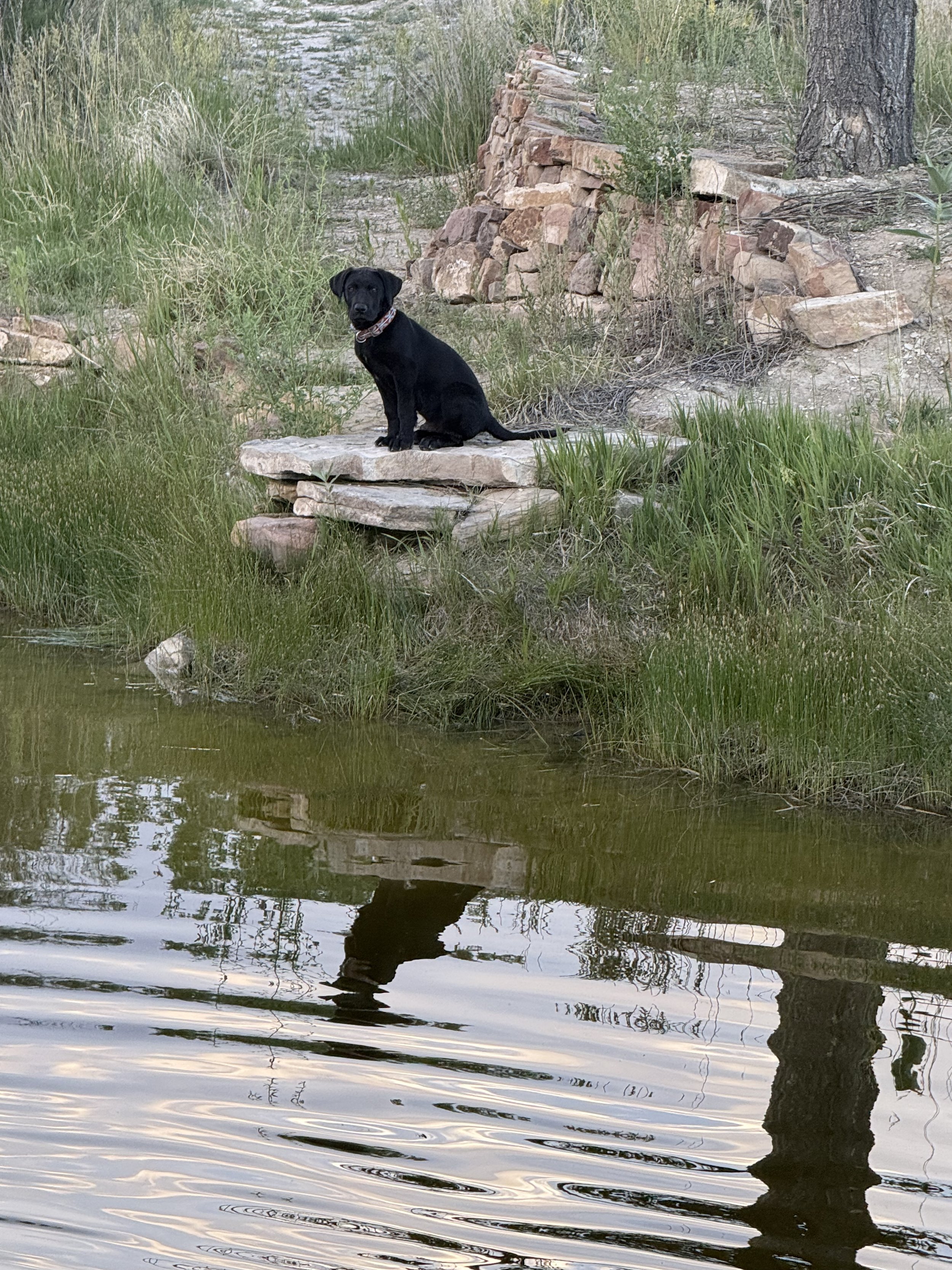 Lost Pond is a pet friendly outdoor wedding venue near Colorado Springs, Colorado. We want our fur-babies to be included in the wedding as pets are family too.