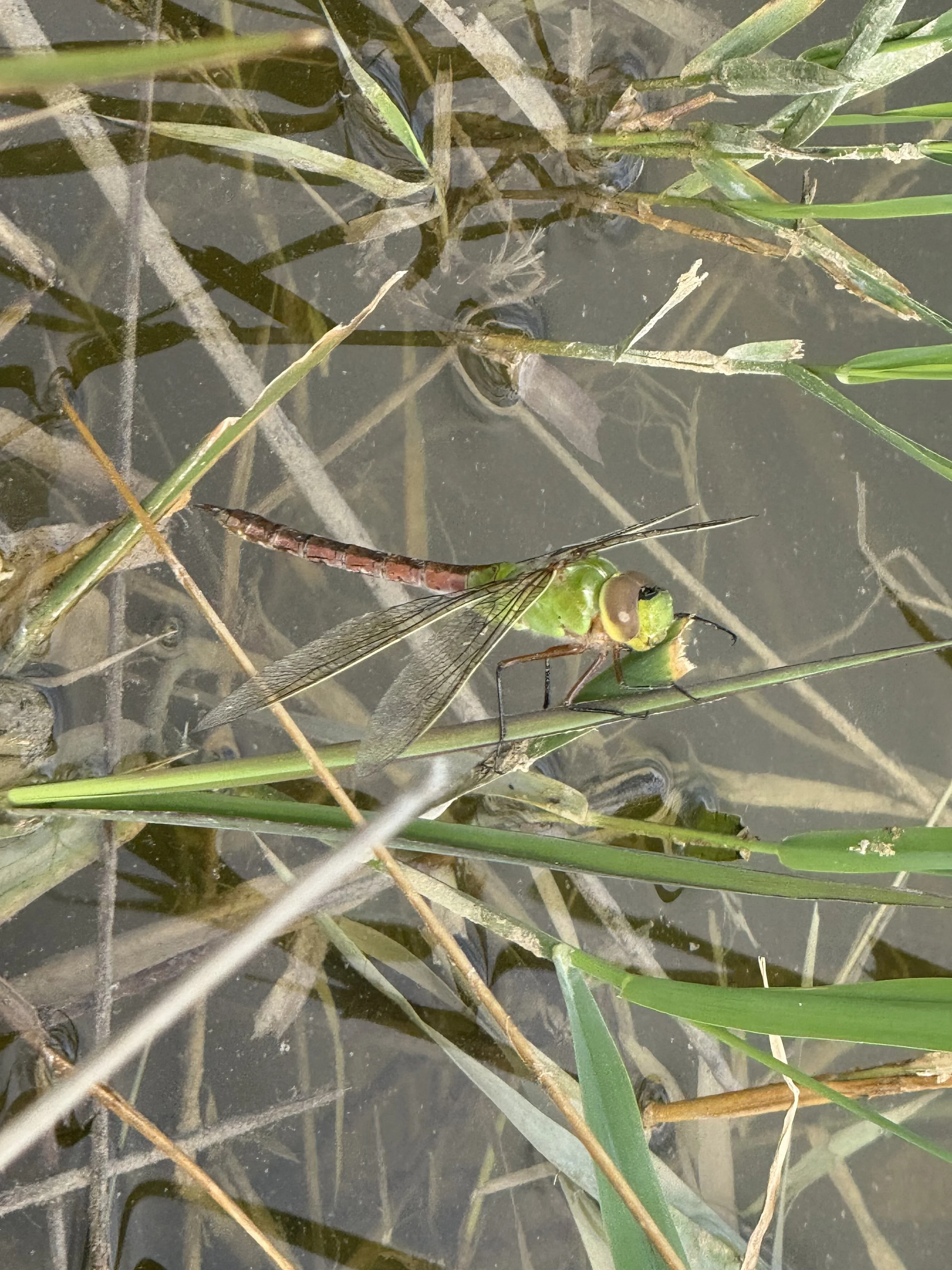 A dragonfly resting on a green reed plant in a marsh, with water and other aquatic plants surrounding it.