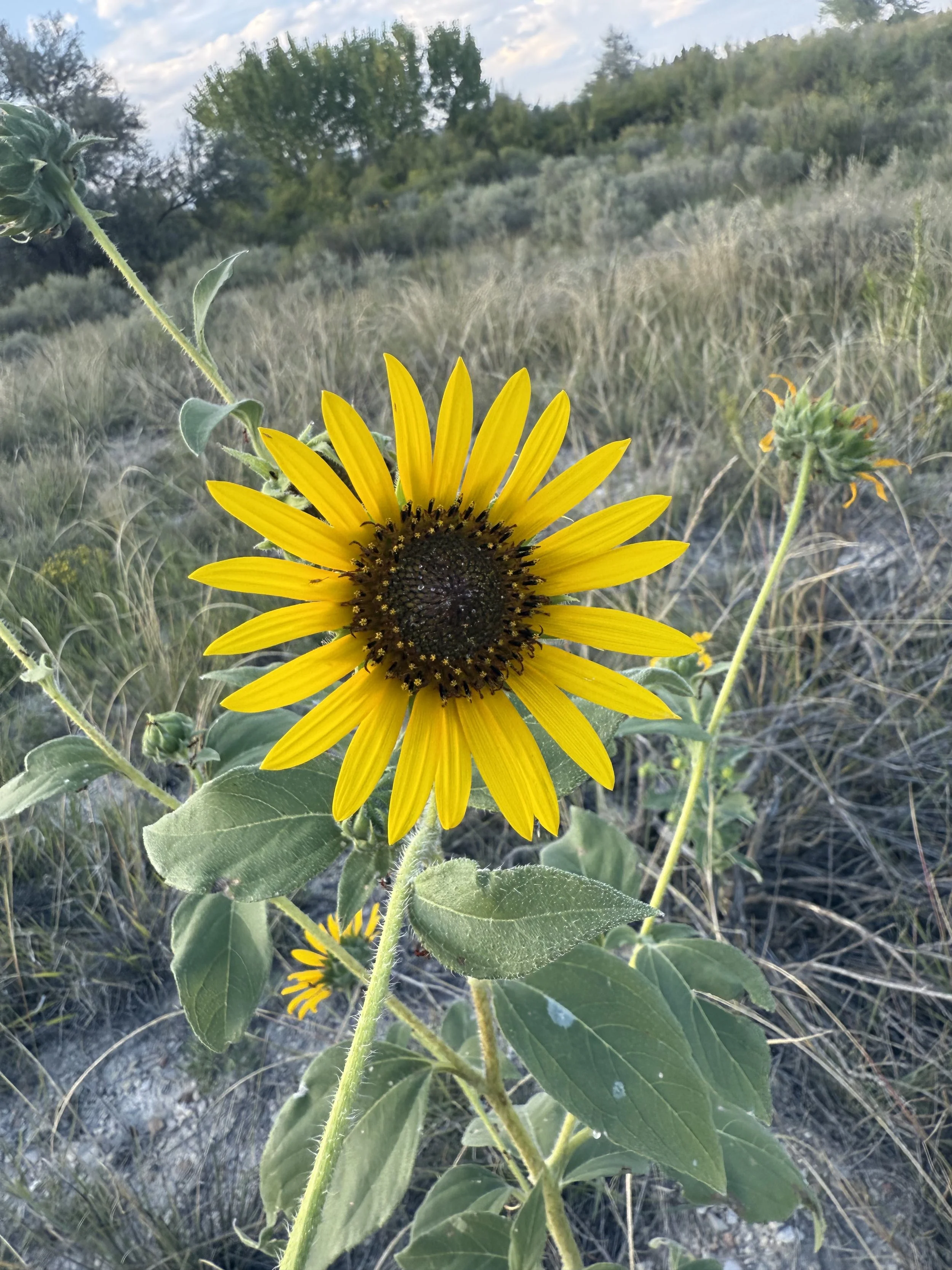 Sunflower at garden wedding venue with wildflowers in Southern Colorado.