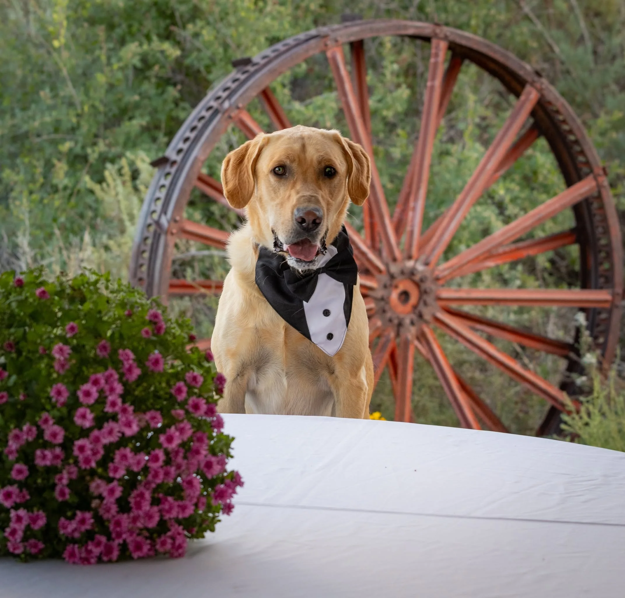 A dog friendly wedding reception at Lost Pond wedding venue. The dog is wearing a tuxedo and sitting at a table decorated with flowers in front of a vintage wagon wheel.