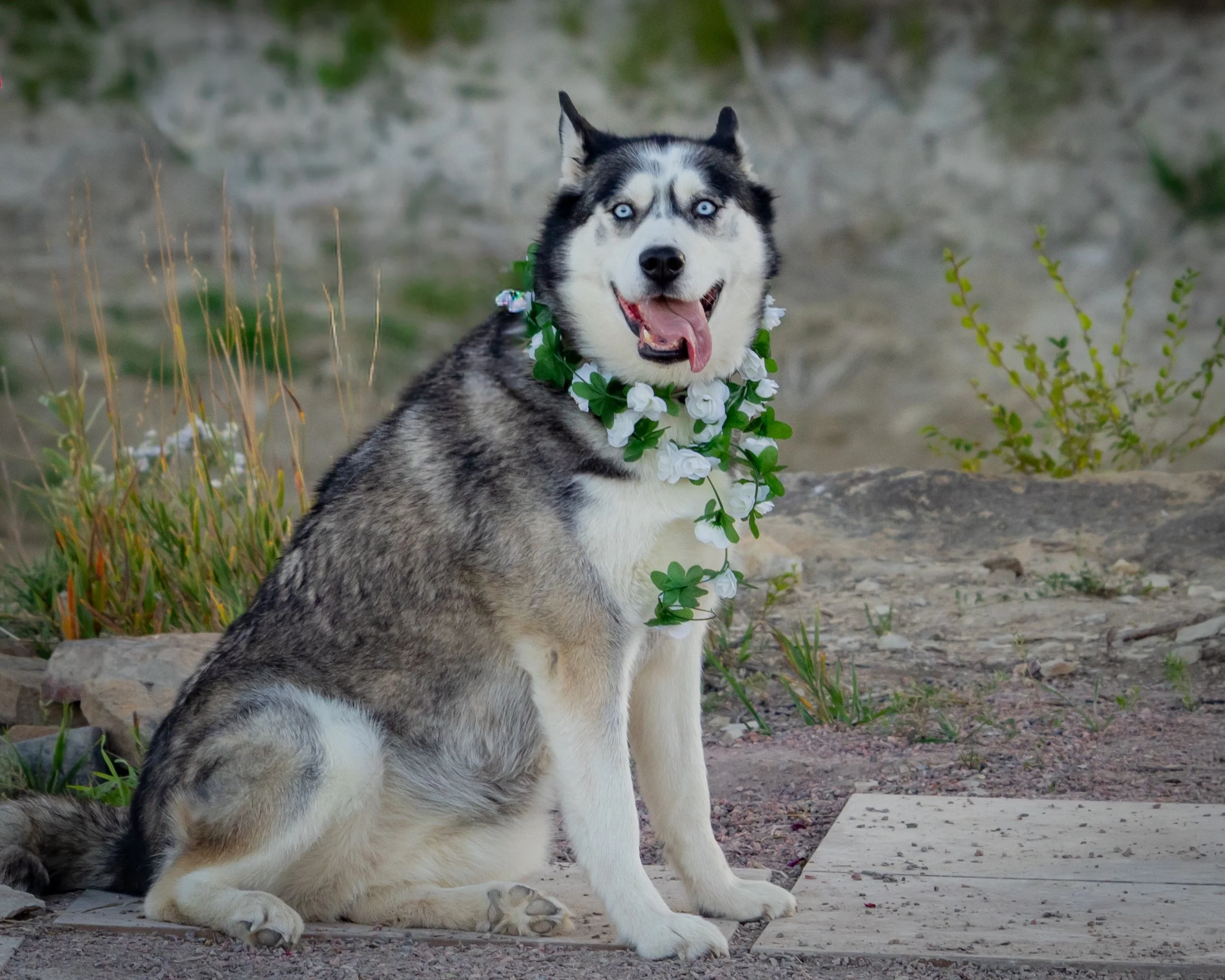 Lost Pond is a dog friendly wedding venue and has dogs like this husky work be part of the wedding day. Lost Pond loves fur babies. Lost Pond is located between Colorado Springs and Canon City, Colorado.