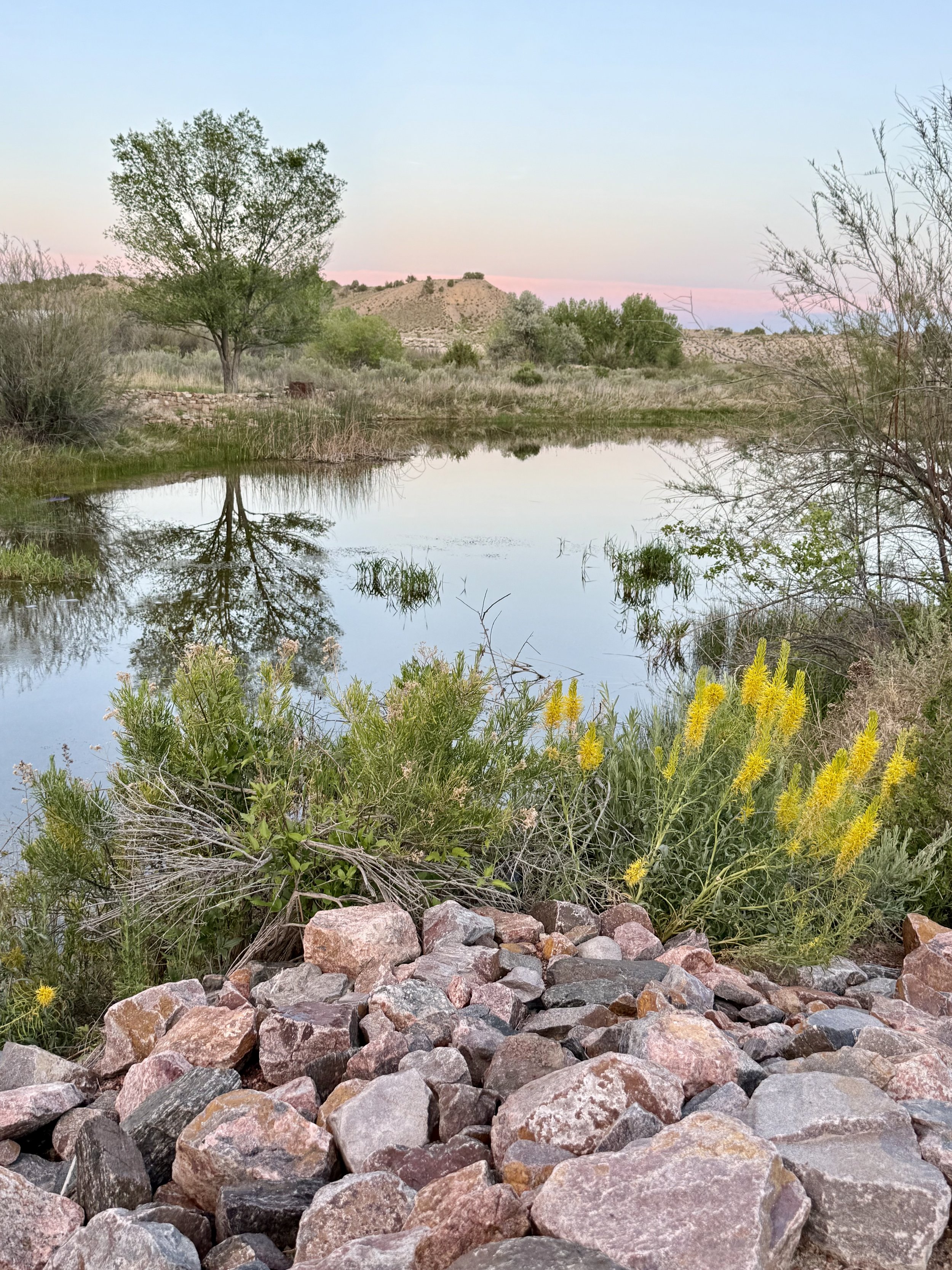 Wildflowers and the pond at sunset at Lost Pond wedding venue near Canon City, Colorado.