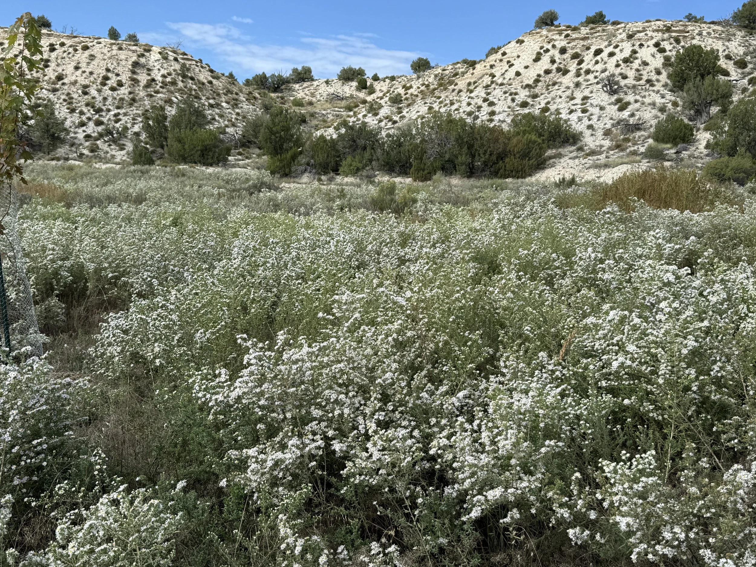 A vast field of white wildflowers blooming at Lost Pond, a rustic, outdoor wedding venue with wildflowers and trees in a garden setting, near Pueblo, Colorado.