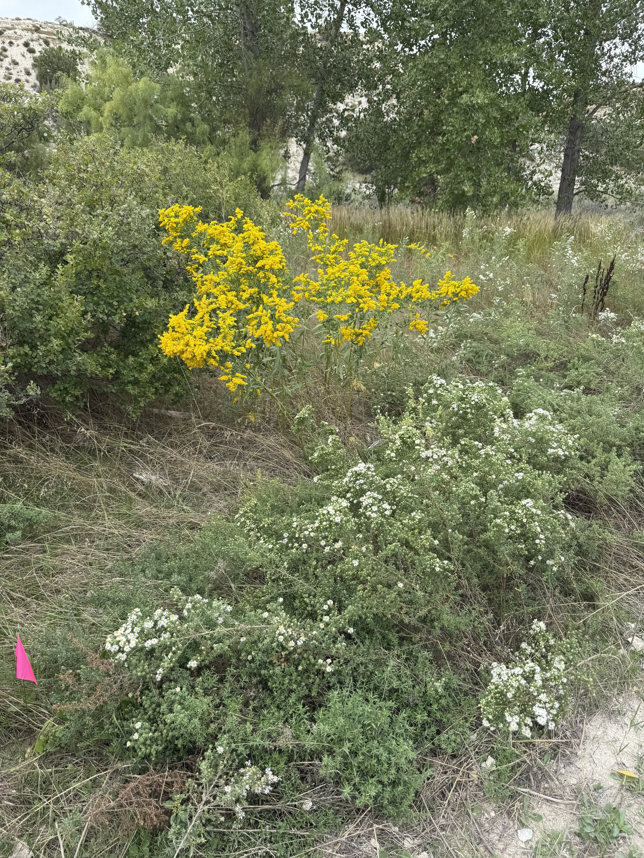 Yellow flowering shrub surrounded by greenery and smaller white flowers, with trees in the background on a natural landscape.