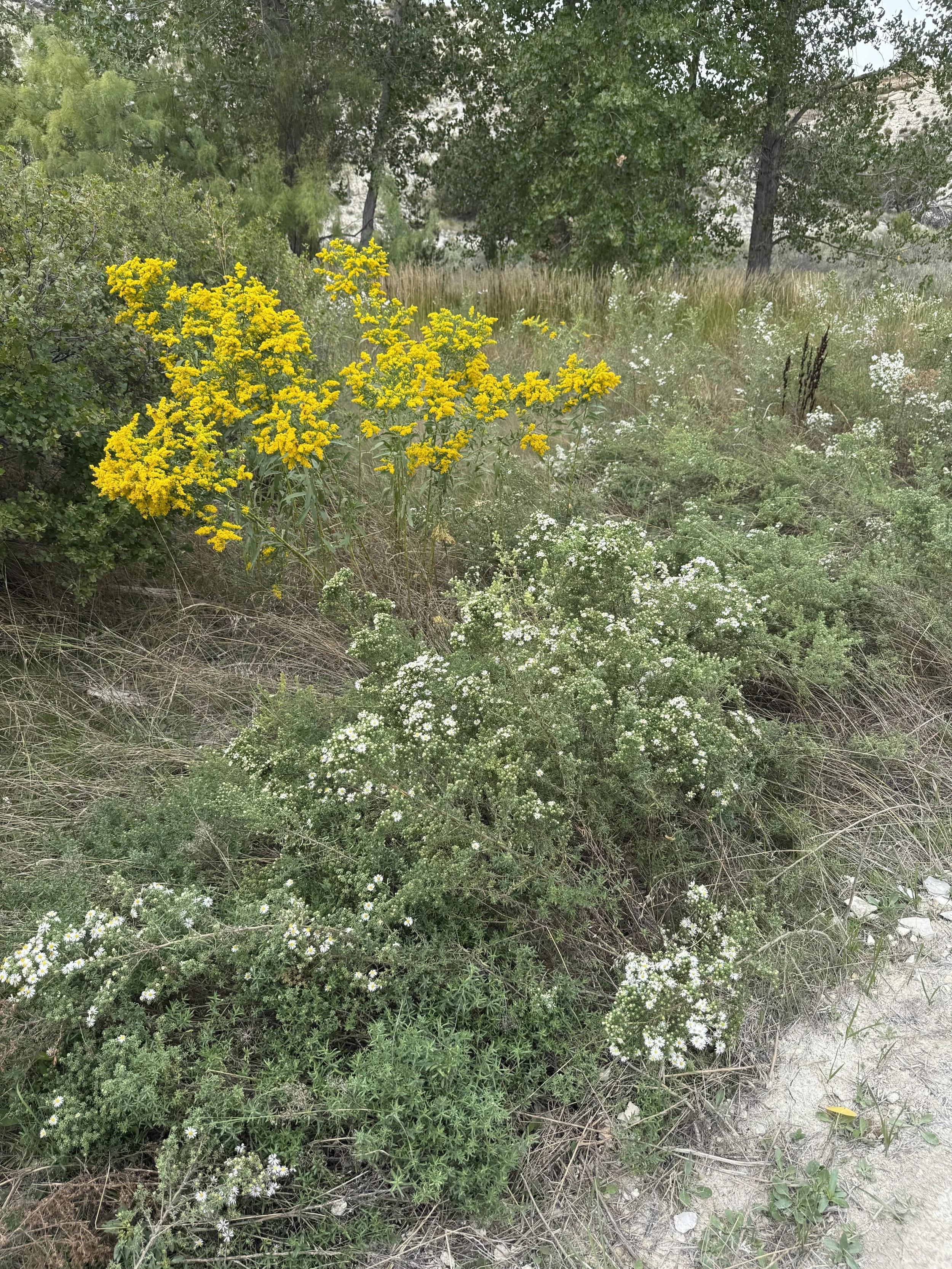Wildflowers and green shrubs in a natural outdoor setting with trees in the background.