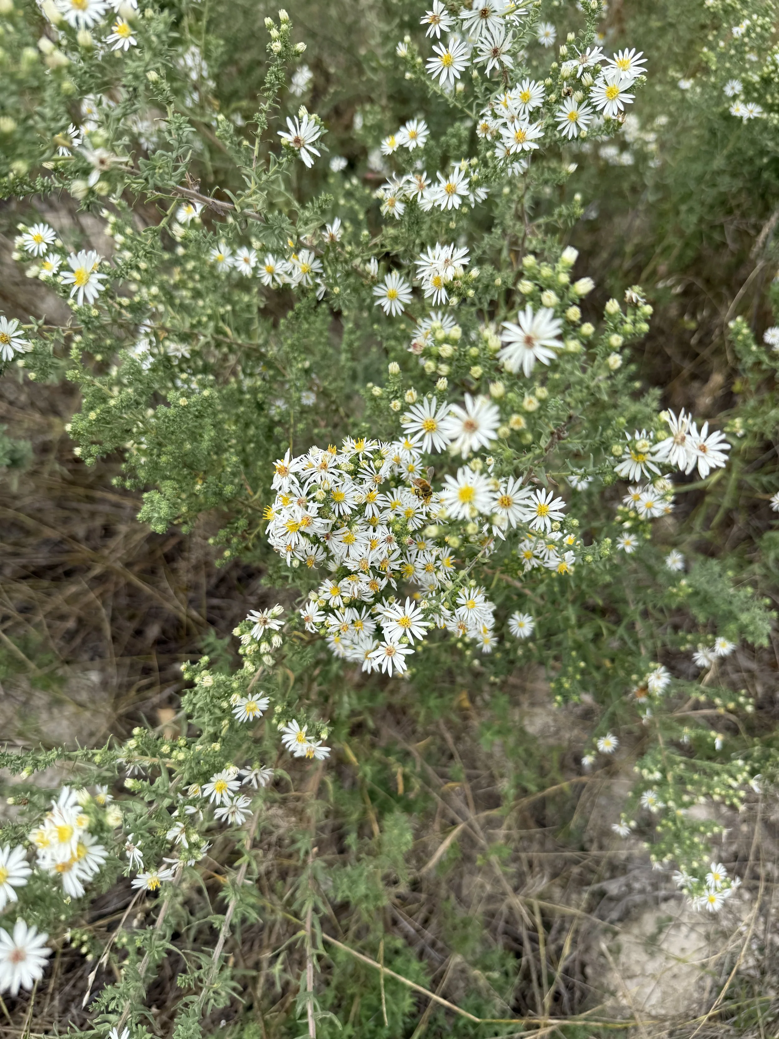 Close-up of small white daisy-like flowers with yellow centers growing on green, bushy plants in a natural, outdoor setting.