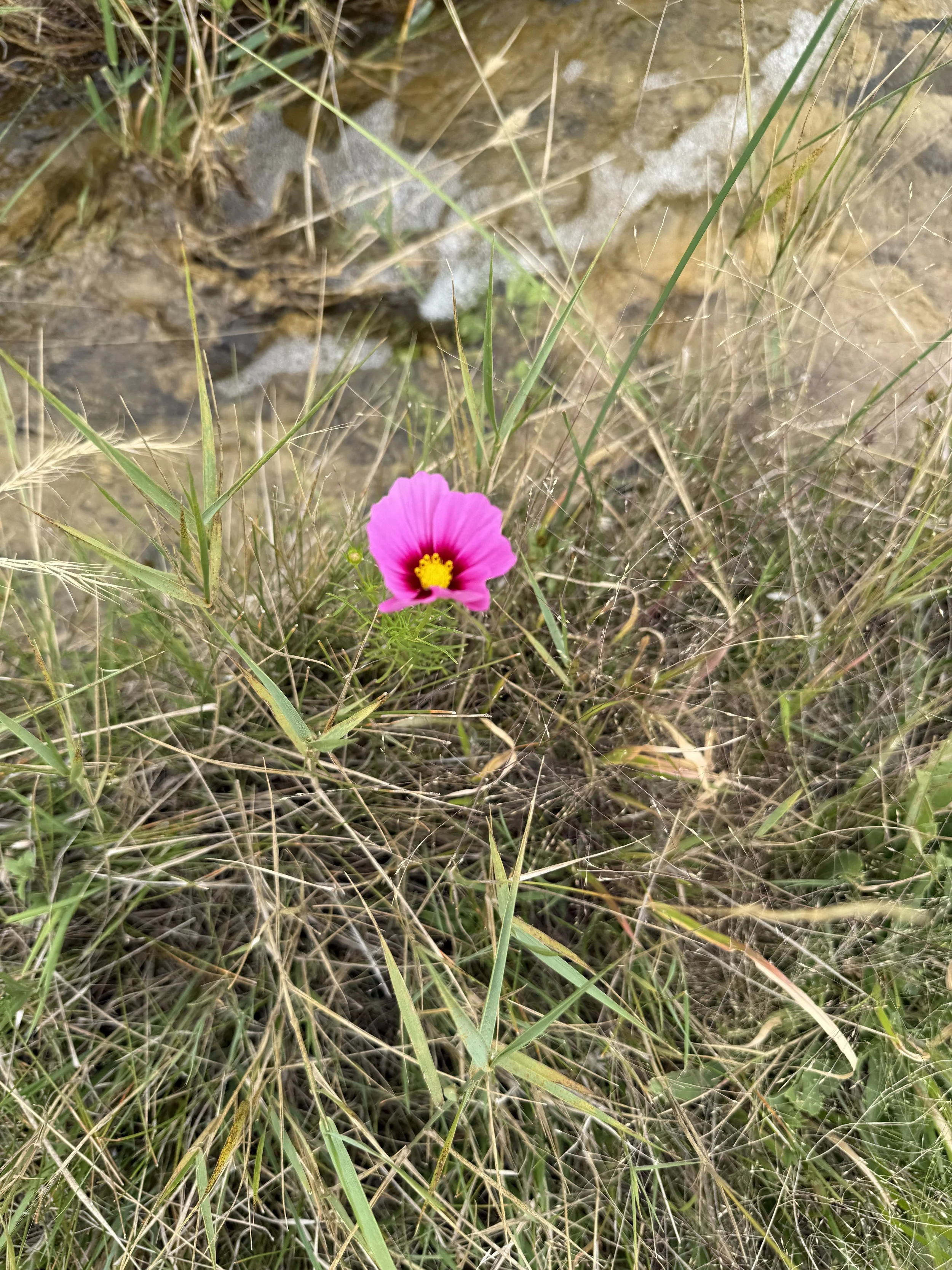 A pink wildflower with a yellow center growing amidst grass and dry vegetation near a shallow stream.
