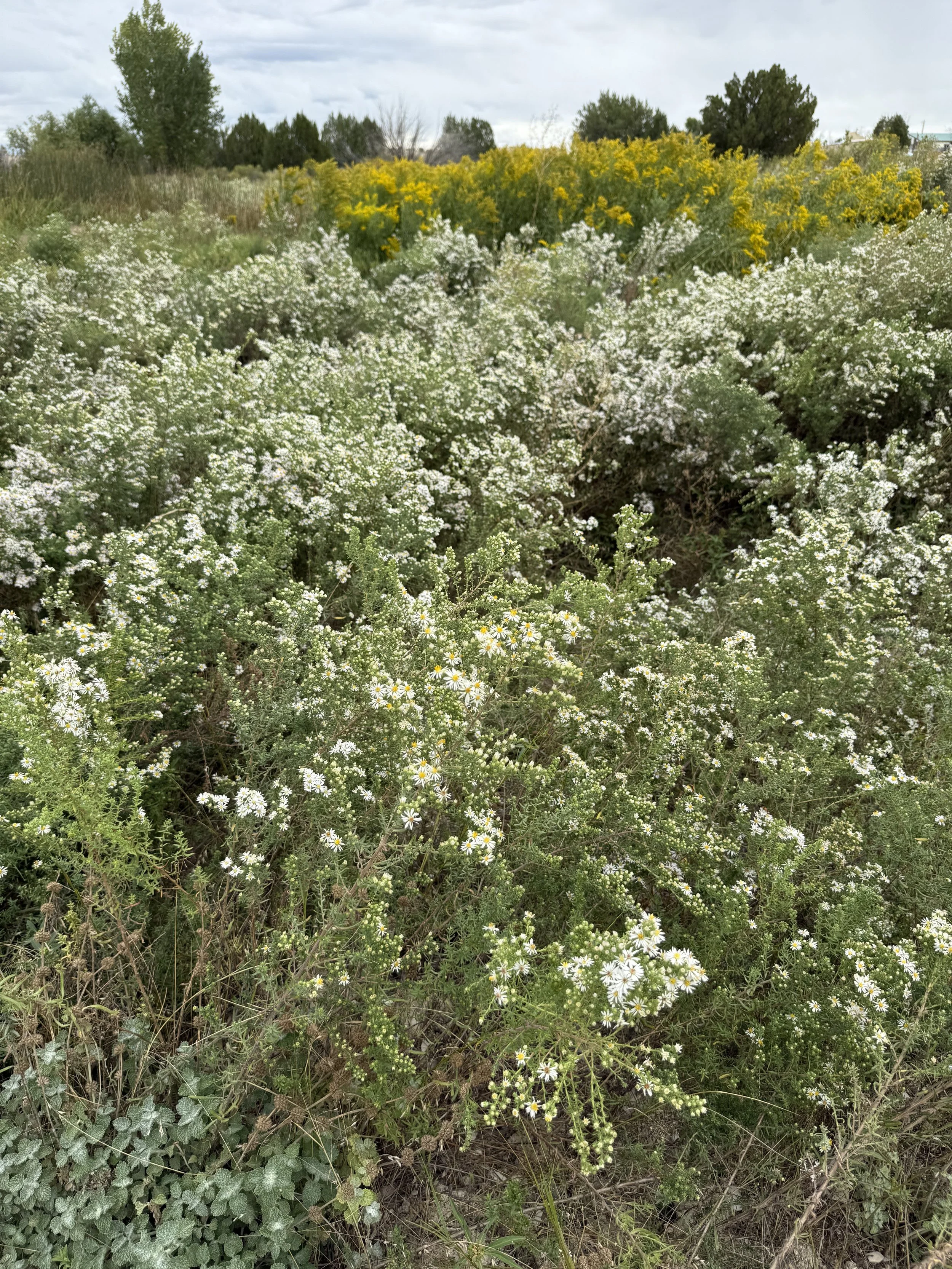 Field of white and yellow wildflowers with trees in the background at Lost Pond, an outdoor rustic wedding venue near Pueblo, Colorado.