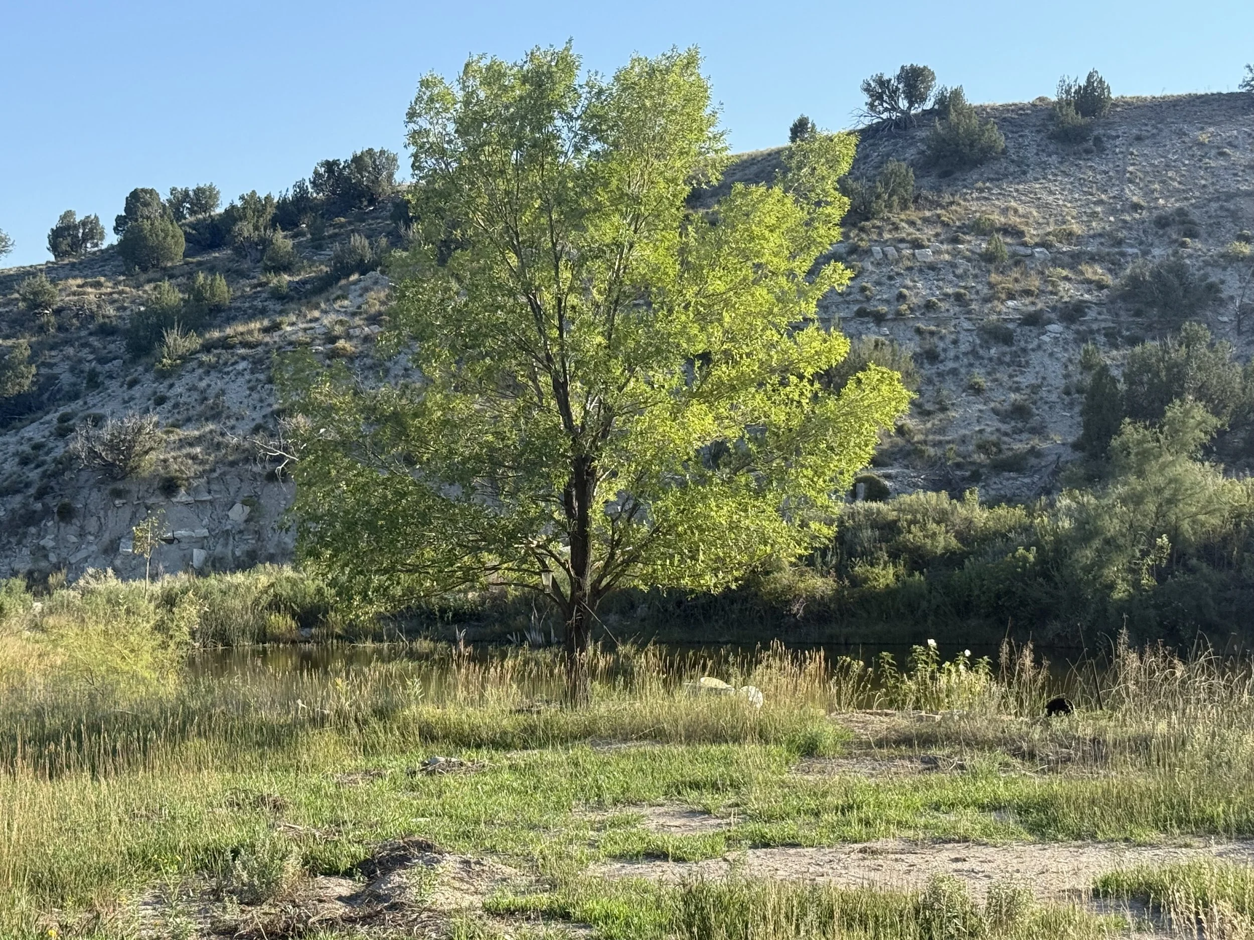 A scenic landscape featuring a green-leafed tree near a body of water, with hillside terrain and sparse vegetation in the background under a clear blue sky.