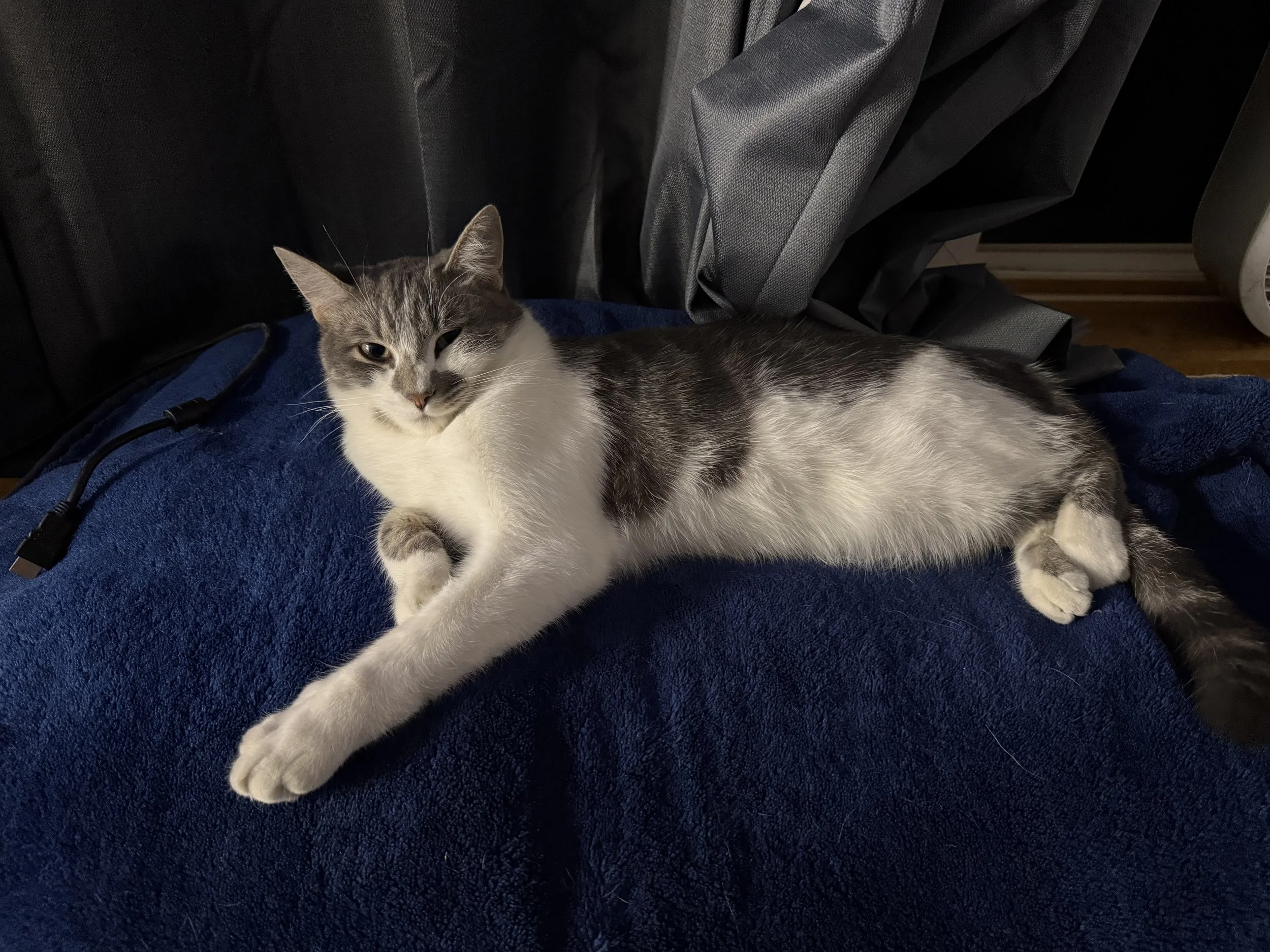 Gray and white cat relaxing while bing left home from wedding at Lost Pond wedding venue near Canon City Colorado.
