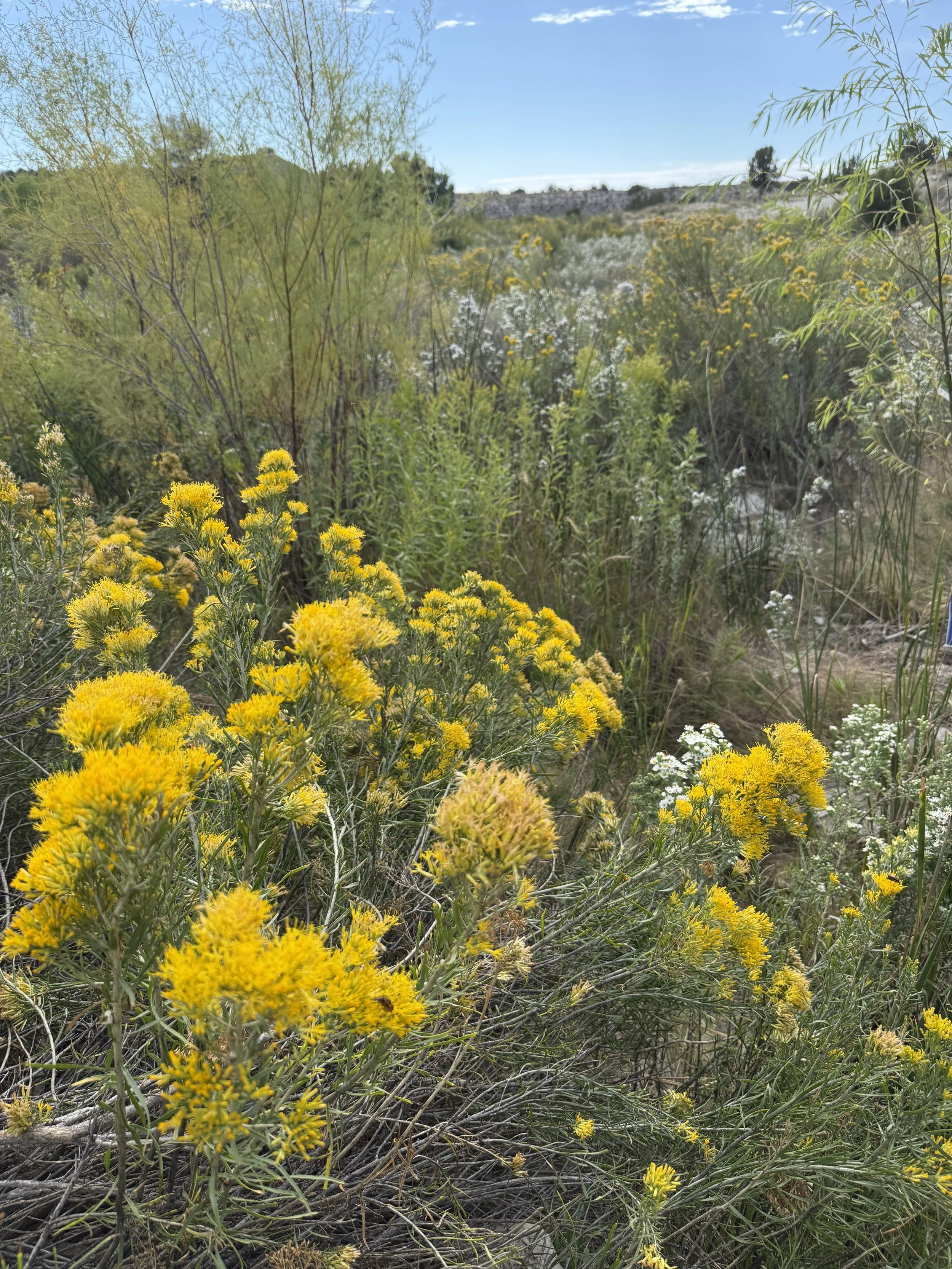 Wildflowers and tall grasses in a natural landscape at Lost Pond, a rustic outdoor wedding venue near Pueblo, Colorado on a bright, sunny day.