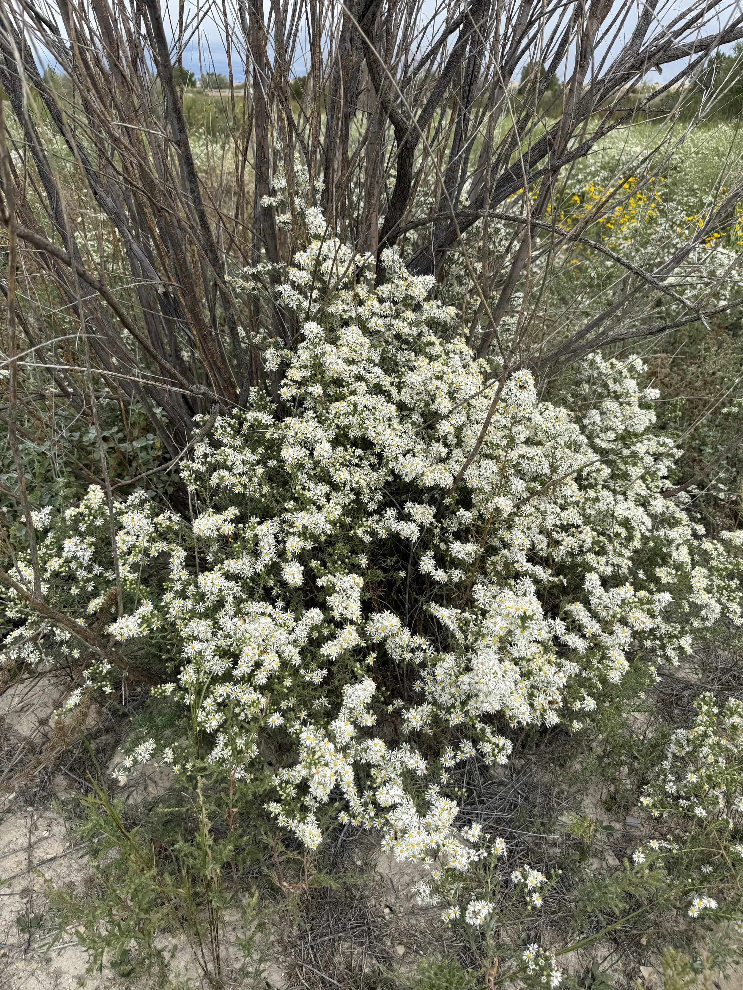 White wildflowers growing at the base of a shrub in a natural outdoor setting.