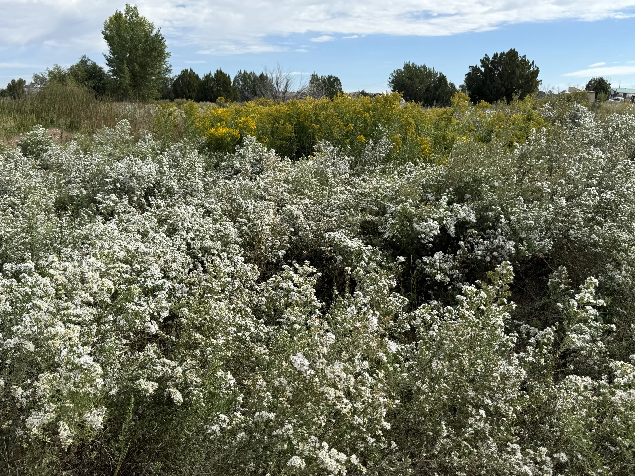 Wildflowers in bloom at Lost Pond wedding venue, an outdoor wedding venue with natural water features and native plants.