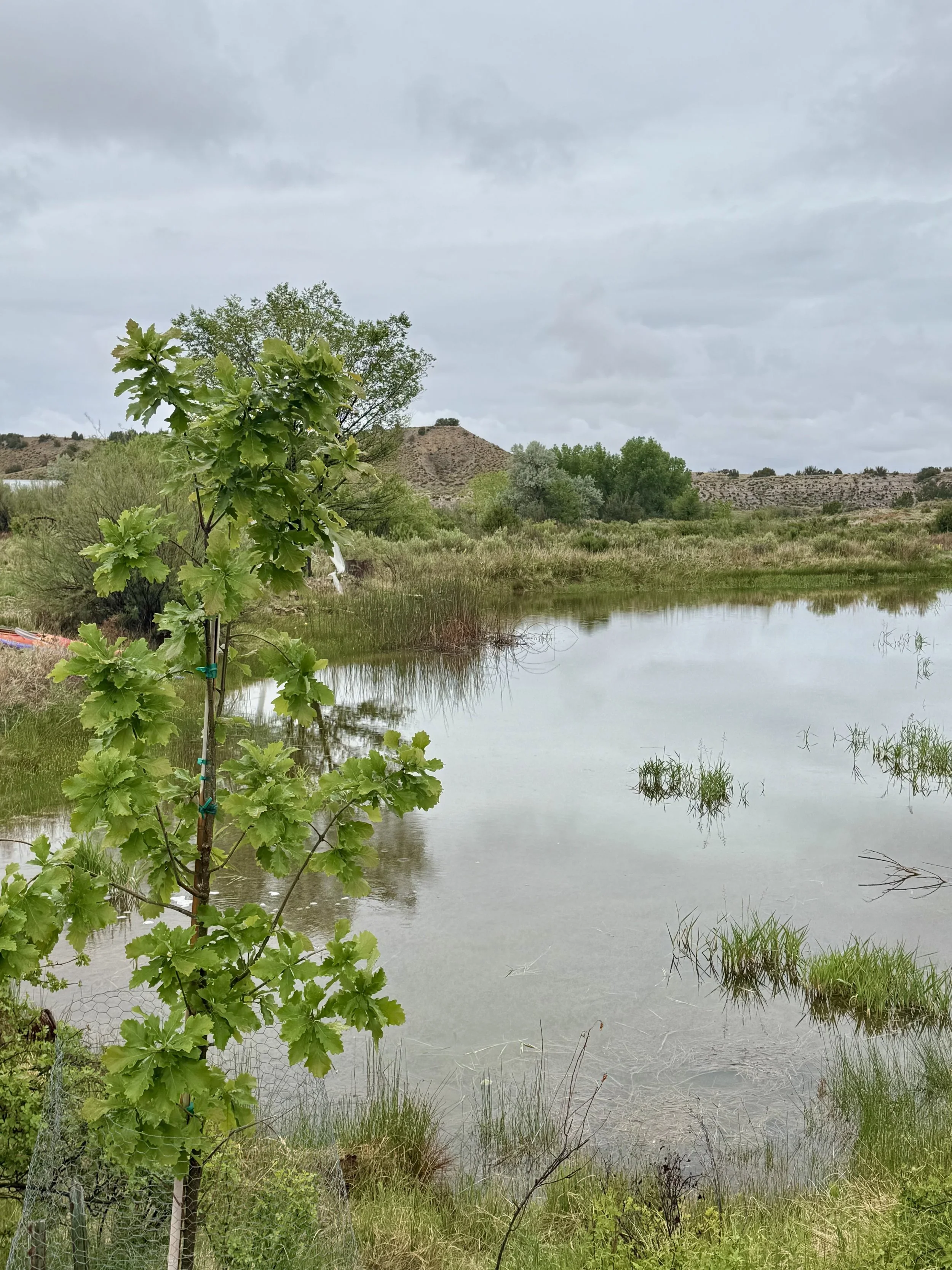A view of the Pond at Lost Pond wedding venue, an outdoor wedding venue near Colorado Springs, Colorado.