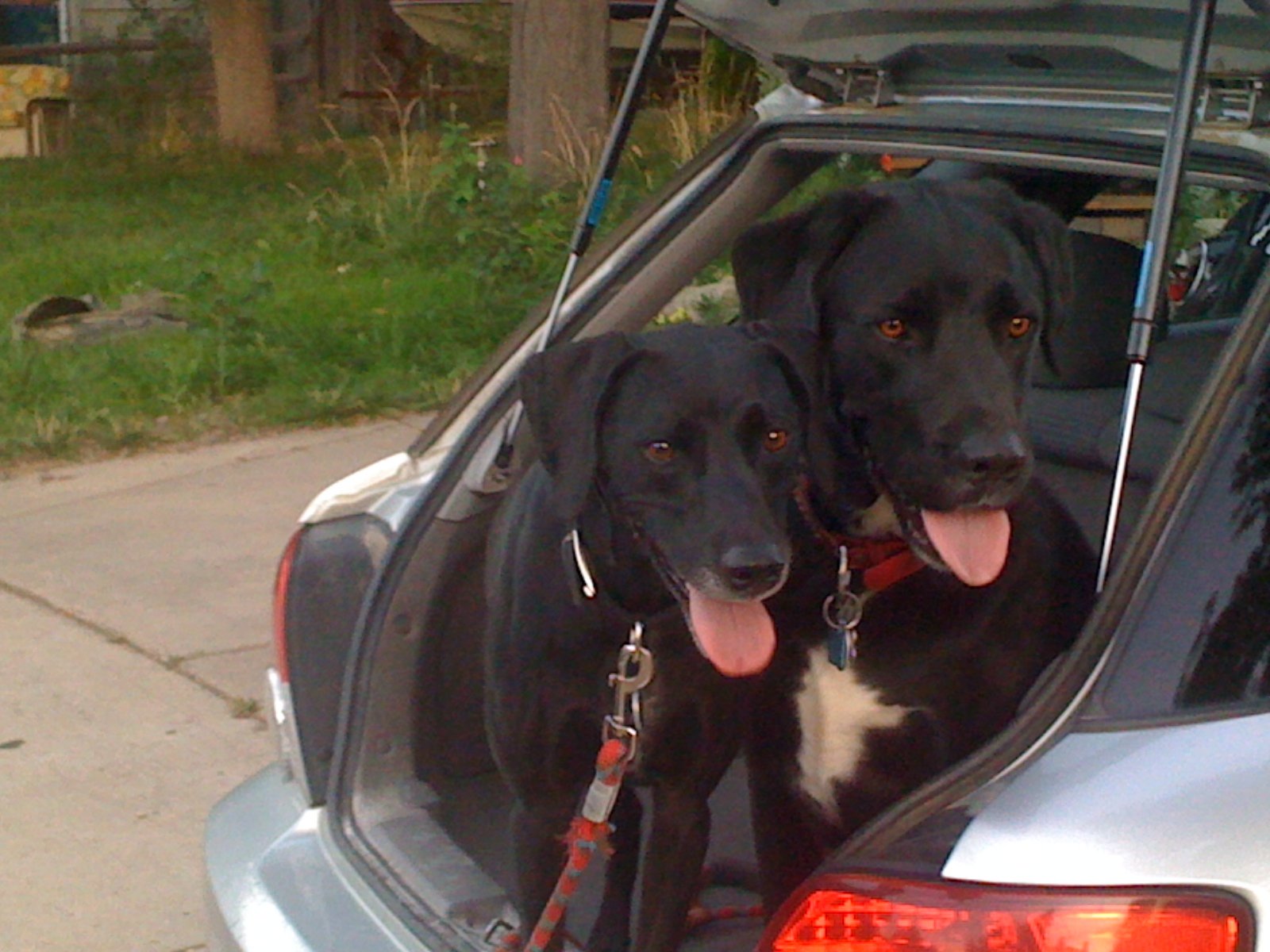 Dogs on their way to the wedding venue to be ring bearers near Canon City Colorado