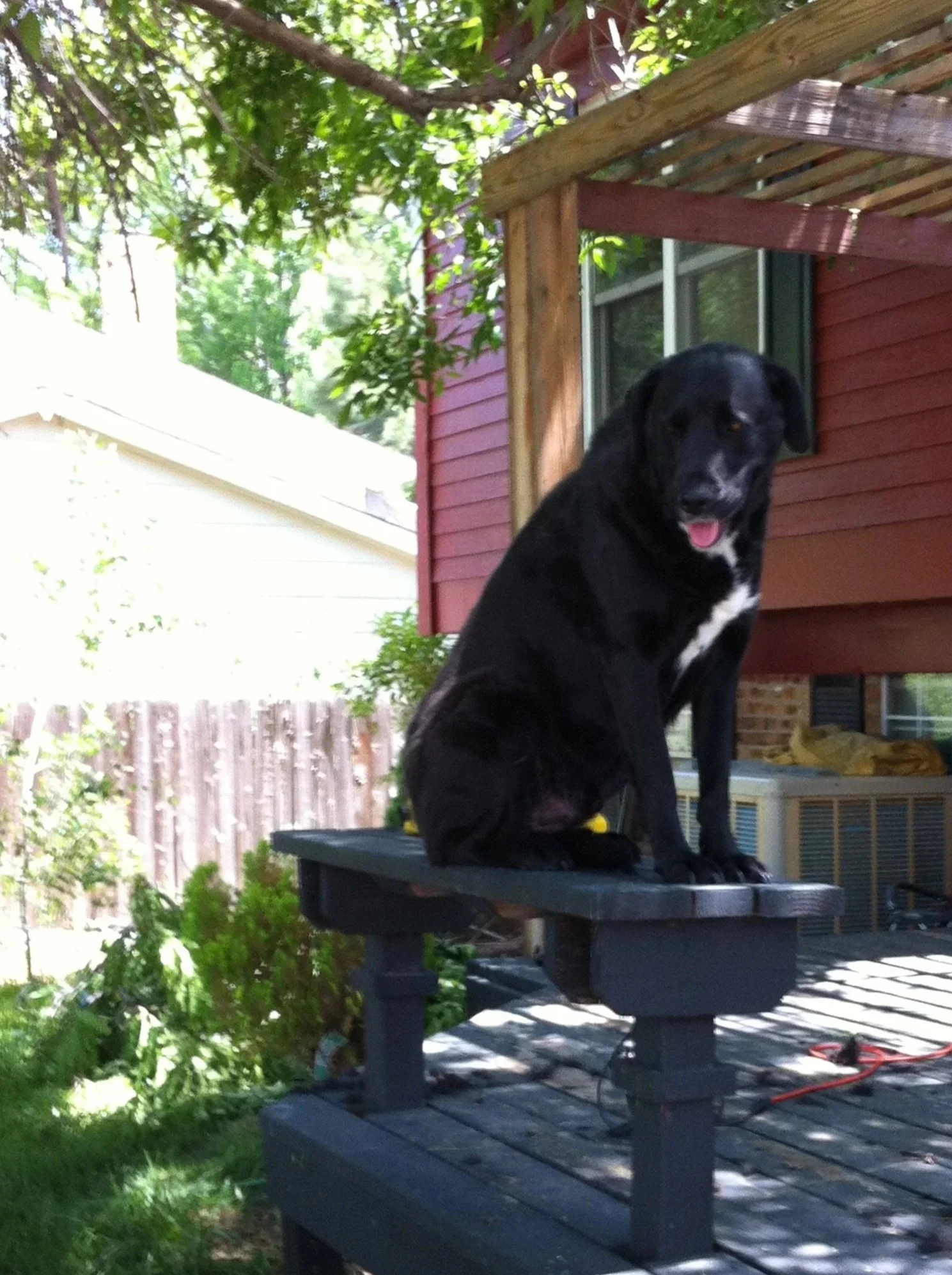 dog getting groomed for wedding ceremony at Lost Pond wedding venue near Canon City, Colorado.